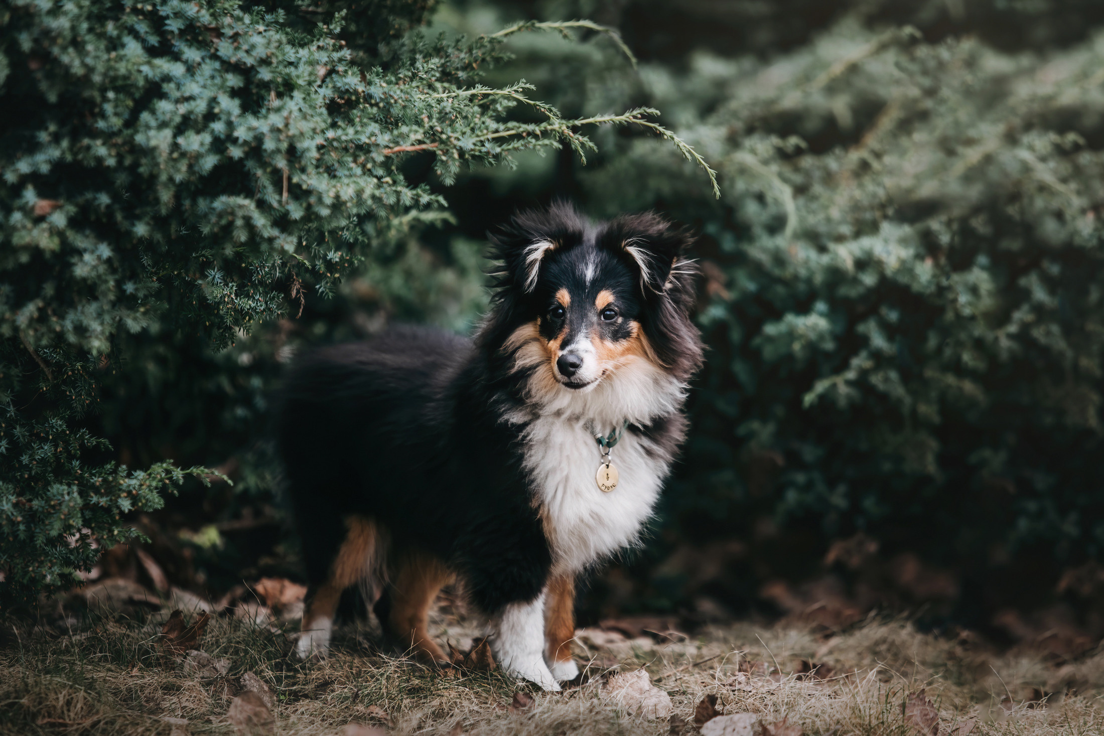 Патрик и Руфус. Фотограф-анималист Елена Радченко, Москва