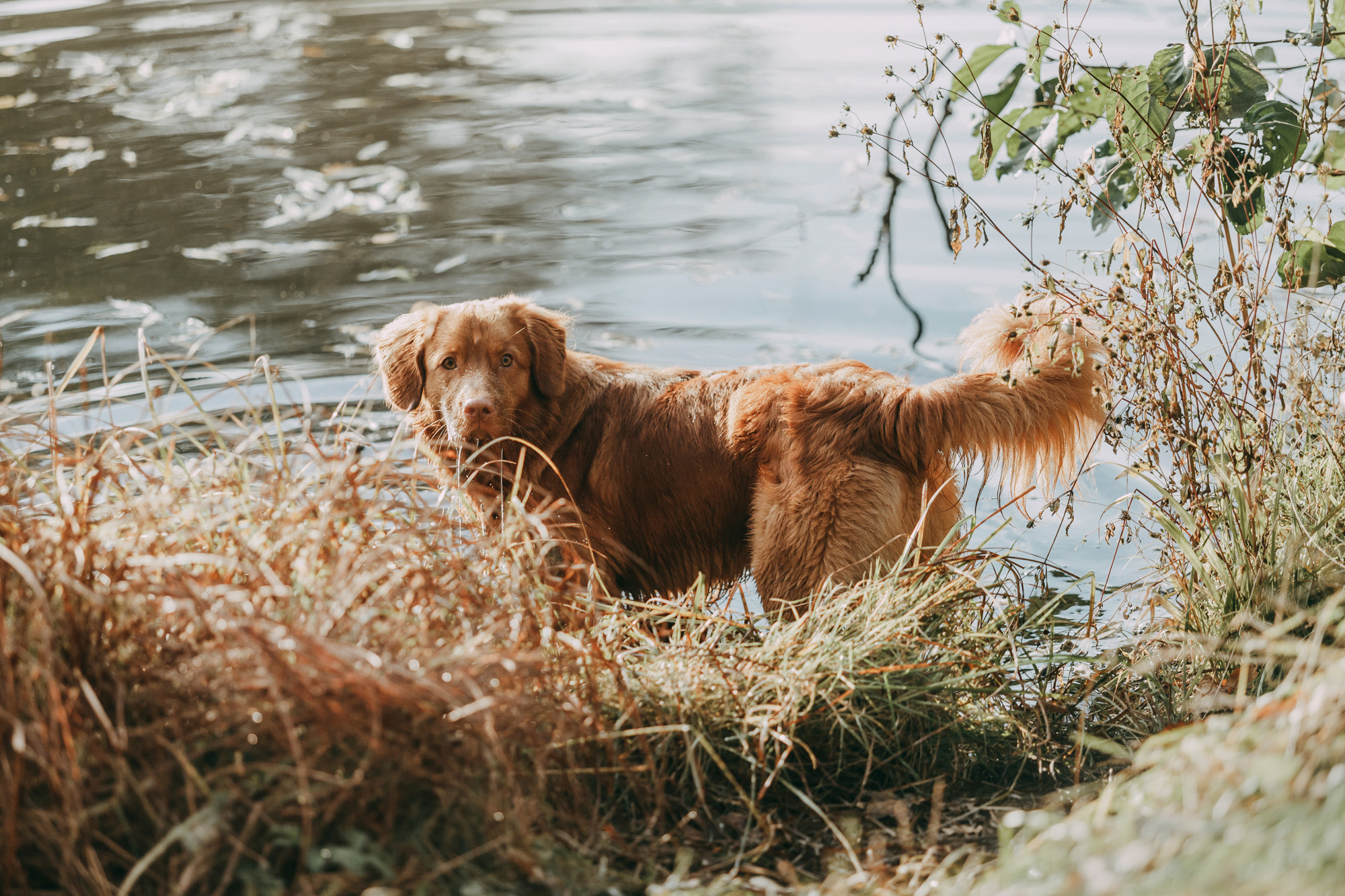 Бублик. Фотограф-анималист Елена Радченко, Москва