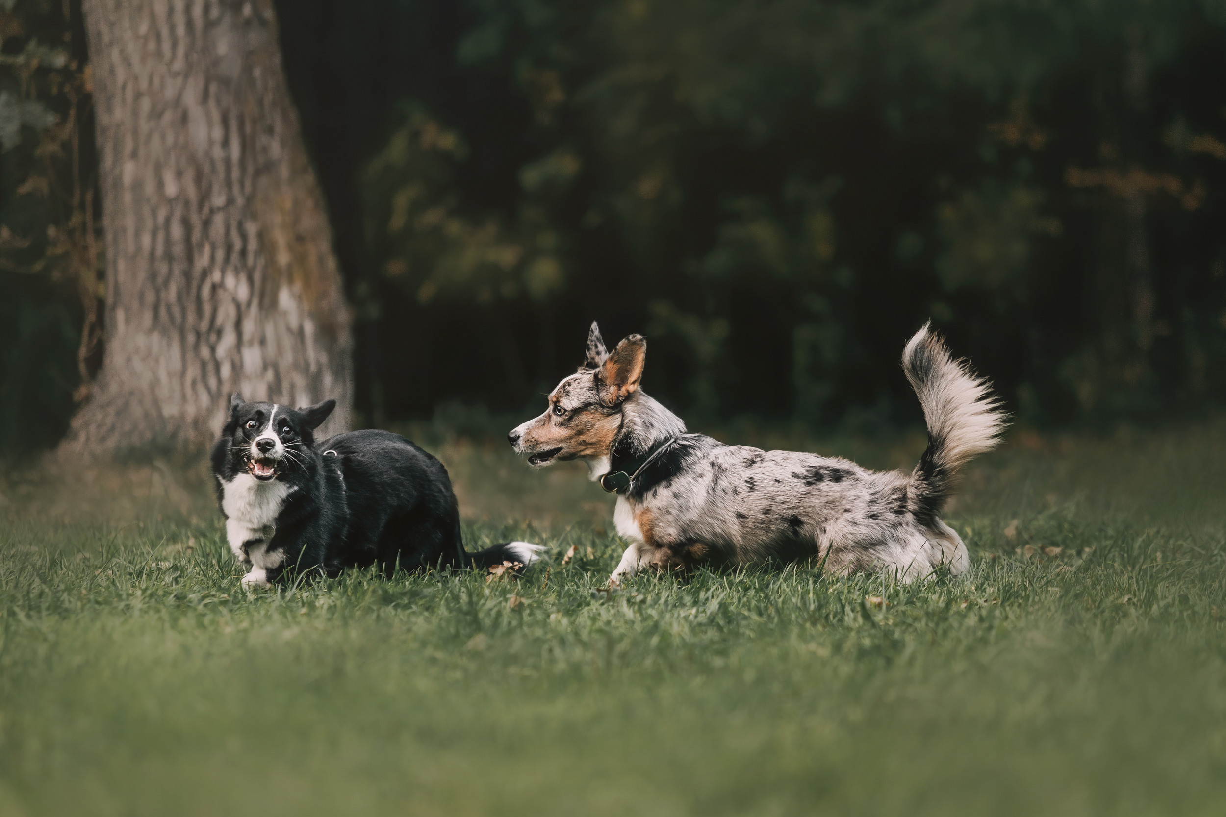Корги встреча. Фотограф-анималист Елена Радченко, Москва