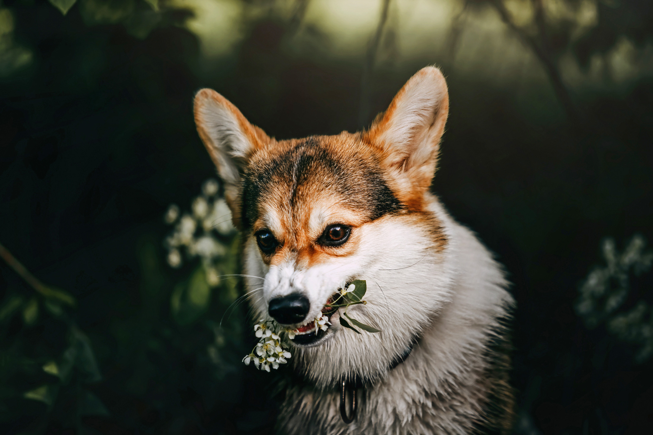 Габи. Фотограф-анималист Елена Радченко, Москва