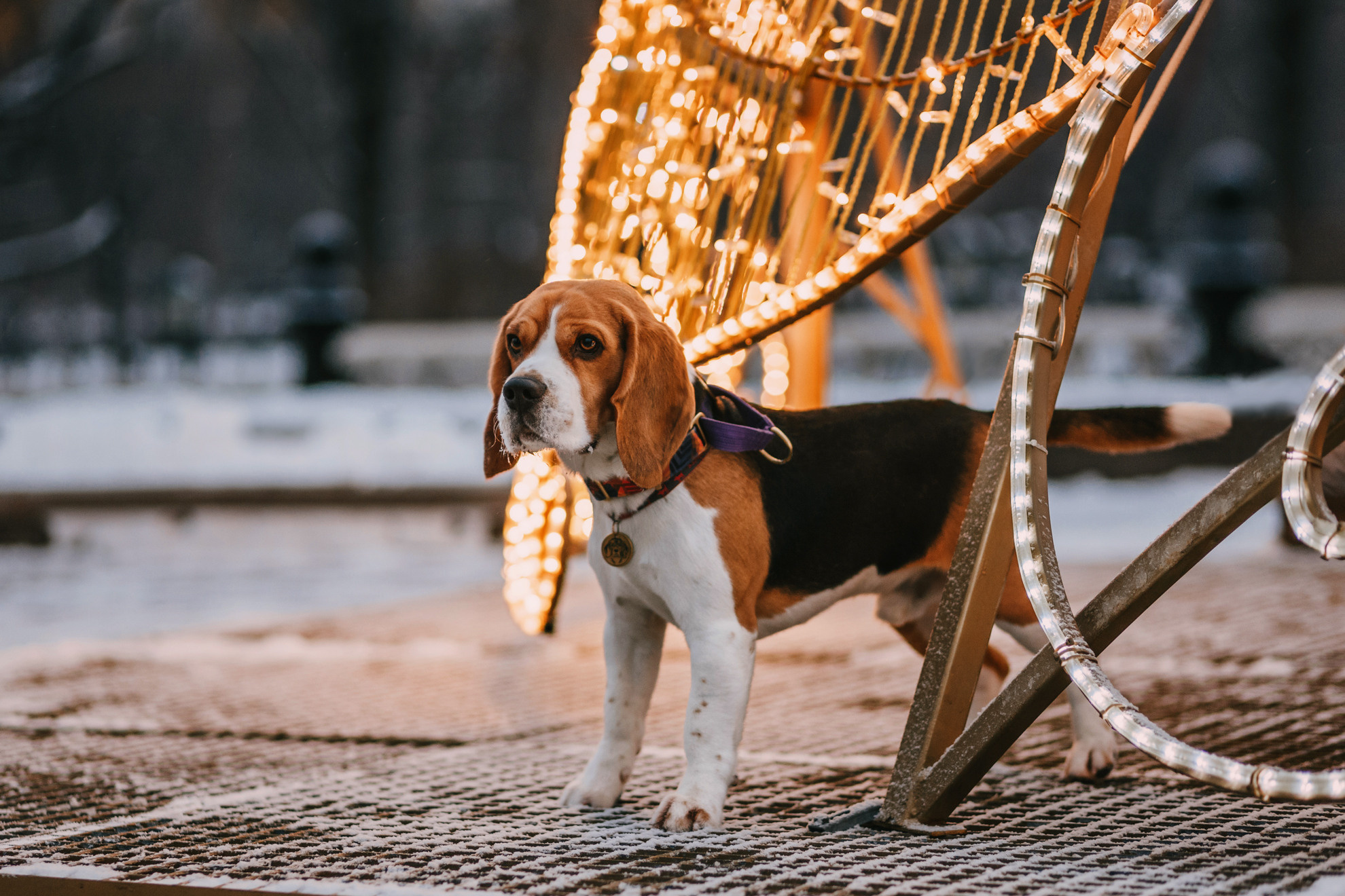 Марина и Дэй. Фотограф-анималист Елена Радченко, Москва