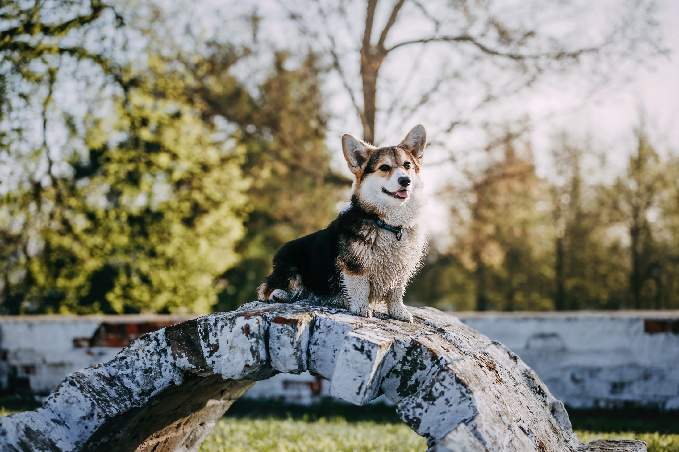 Габи. Фотограф-анималист Елена Радченко, Москва
