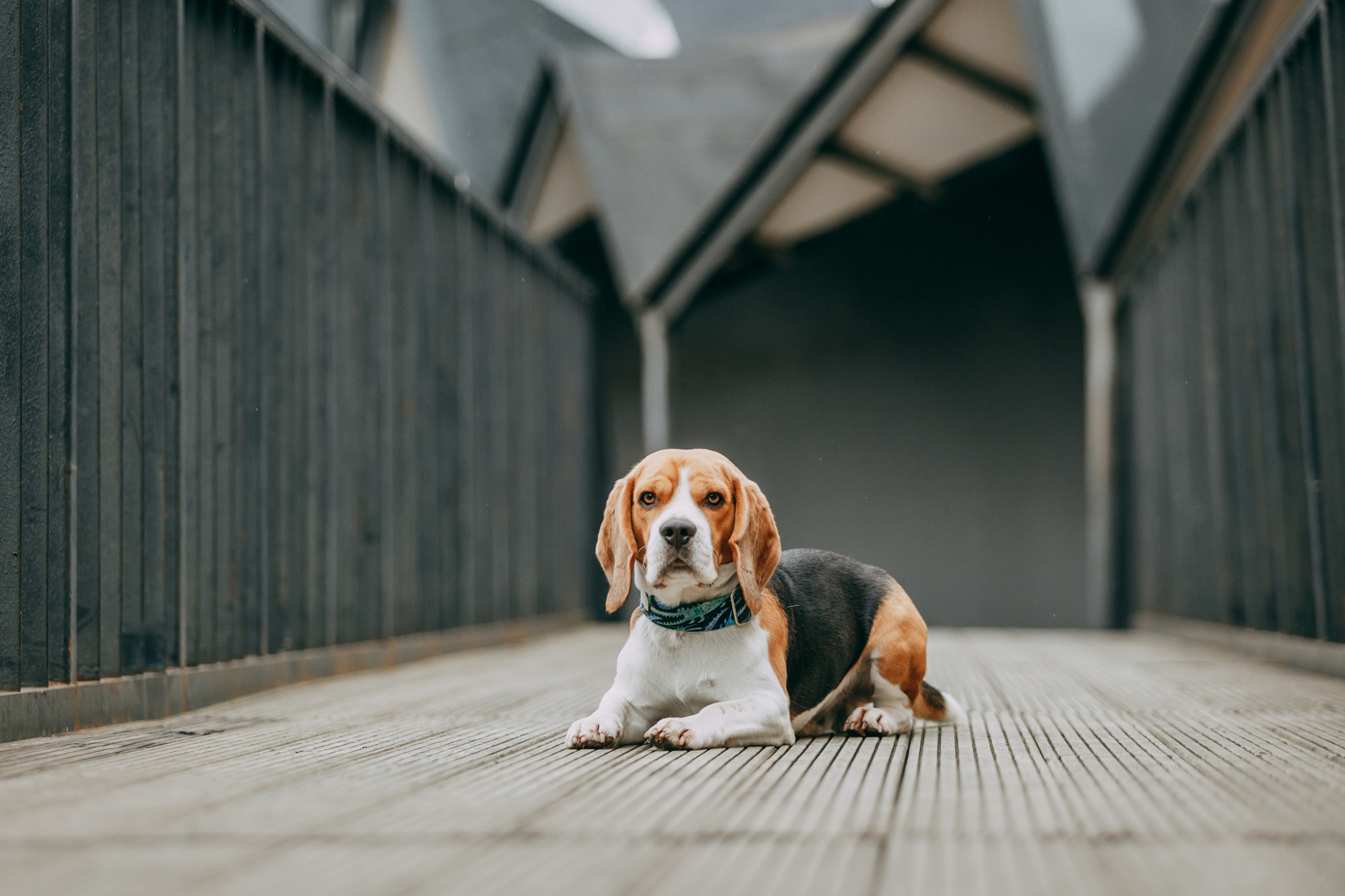 Марина и Дэй. Фотограф-анималист Елена Радченко, Москва
