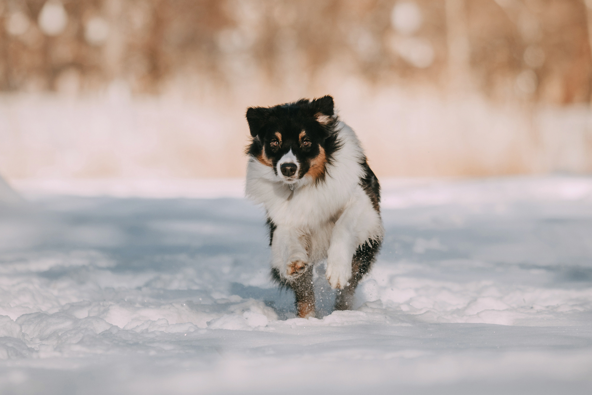 Анна и Чарли. Фотограф-анималист Елена Радченко, Москва
