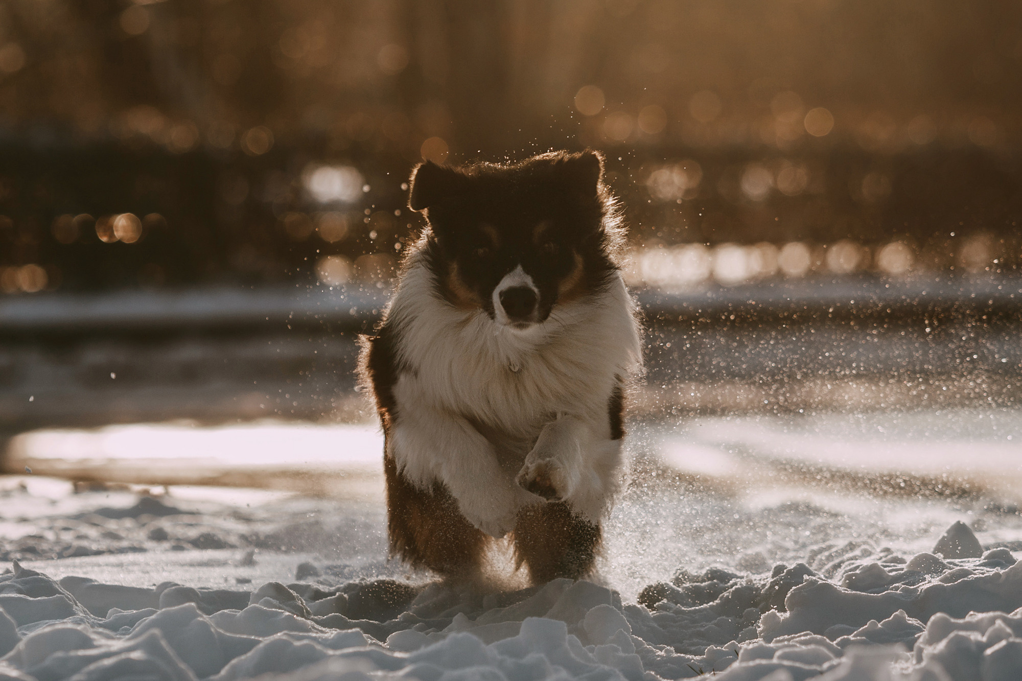 Анна и Чарли. Фотограф-анималист Елена Радченко, Москва
