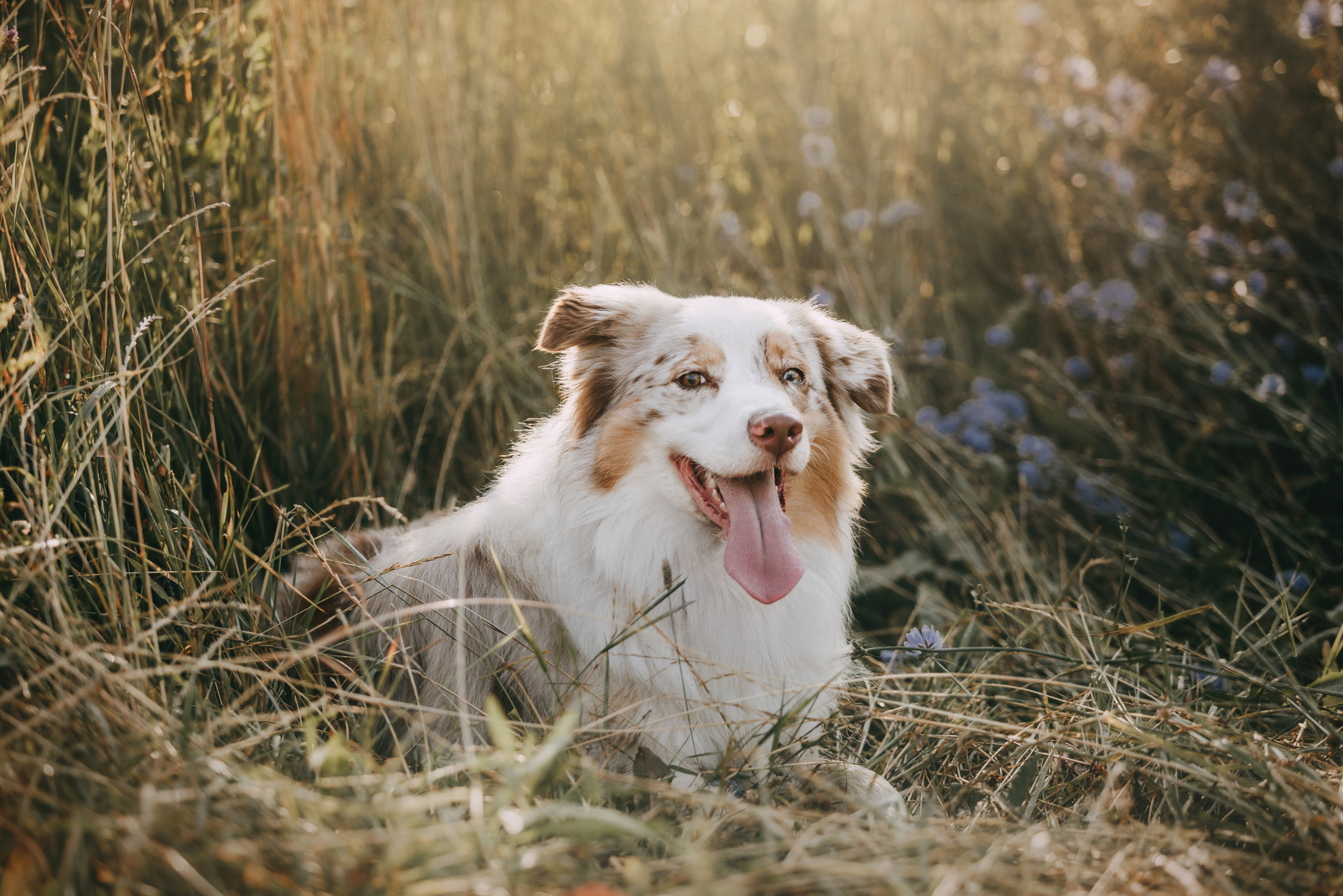 Хаул. Фотограф-анималист Елена Радченко, Москва