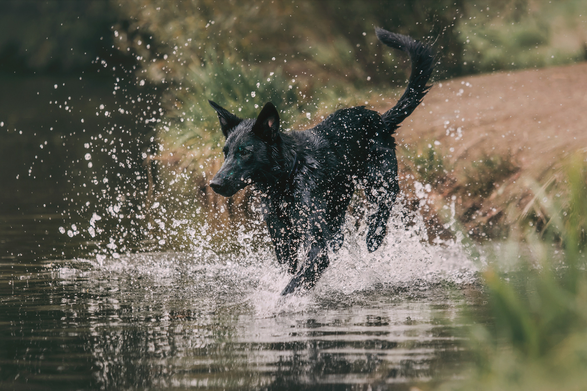 Чили. Фотограф-анималист Елена Радченко, Москва