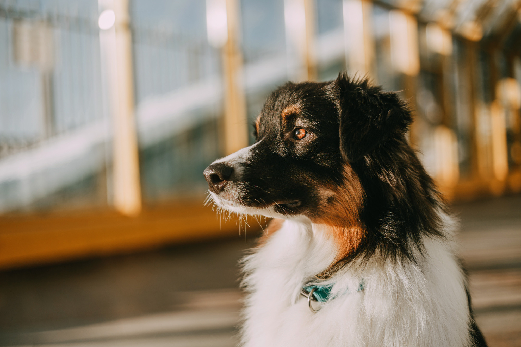 Анна и Чарли. Фотограф-анималист Елена Радченко, Москва