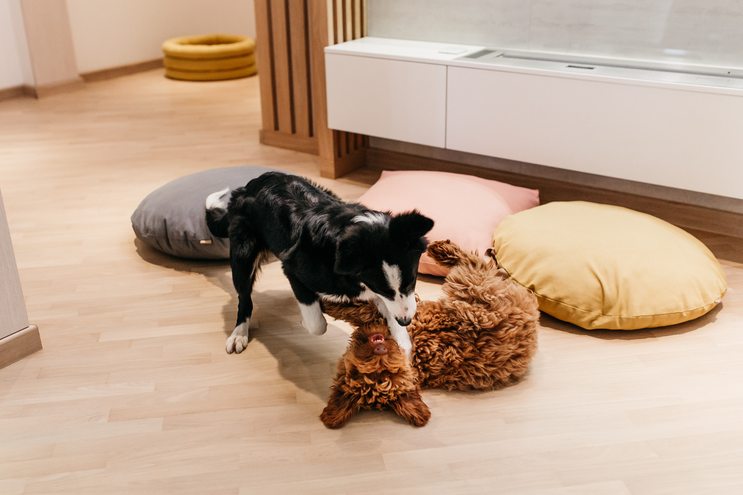 Магазин Bumbaboo. Фотограф-анималист Елена Радченко, Москва