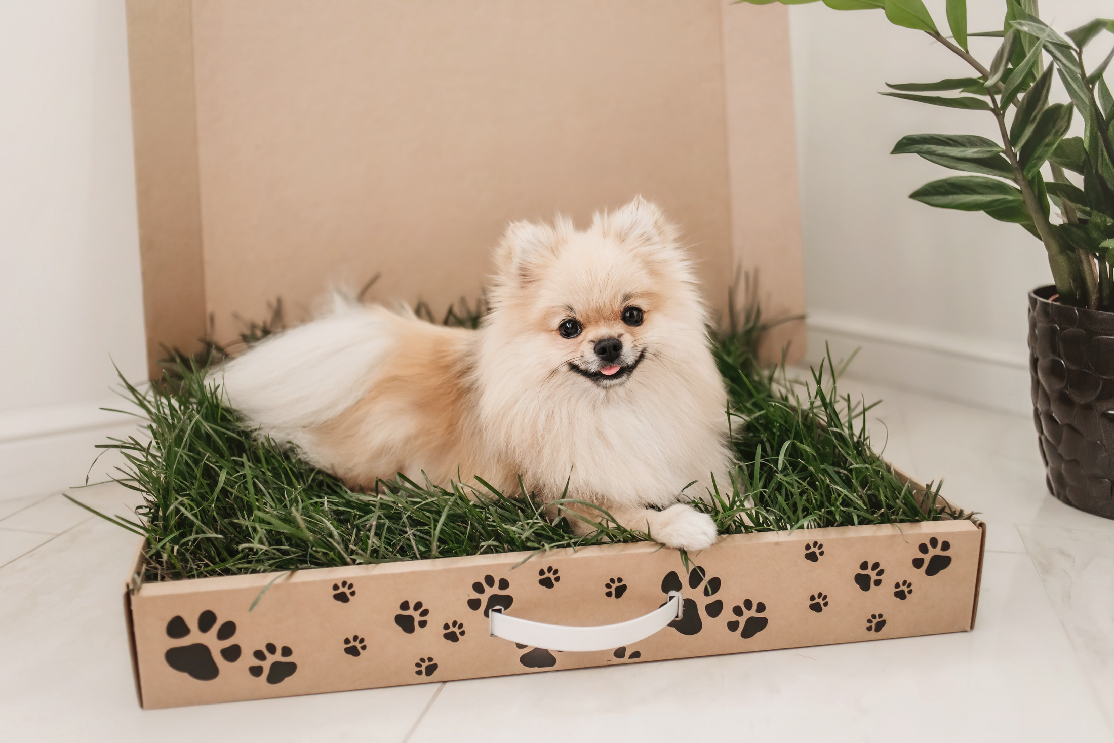 Эко-лотки. Фотограф-анималист Елена Радченко, Москва