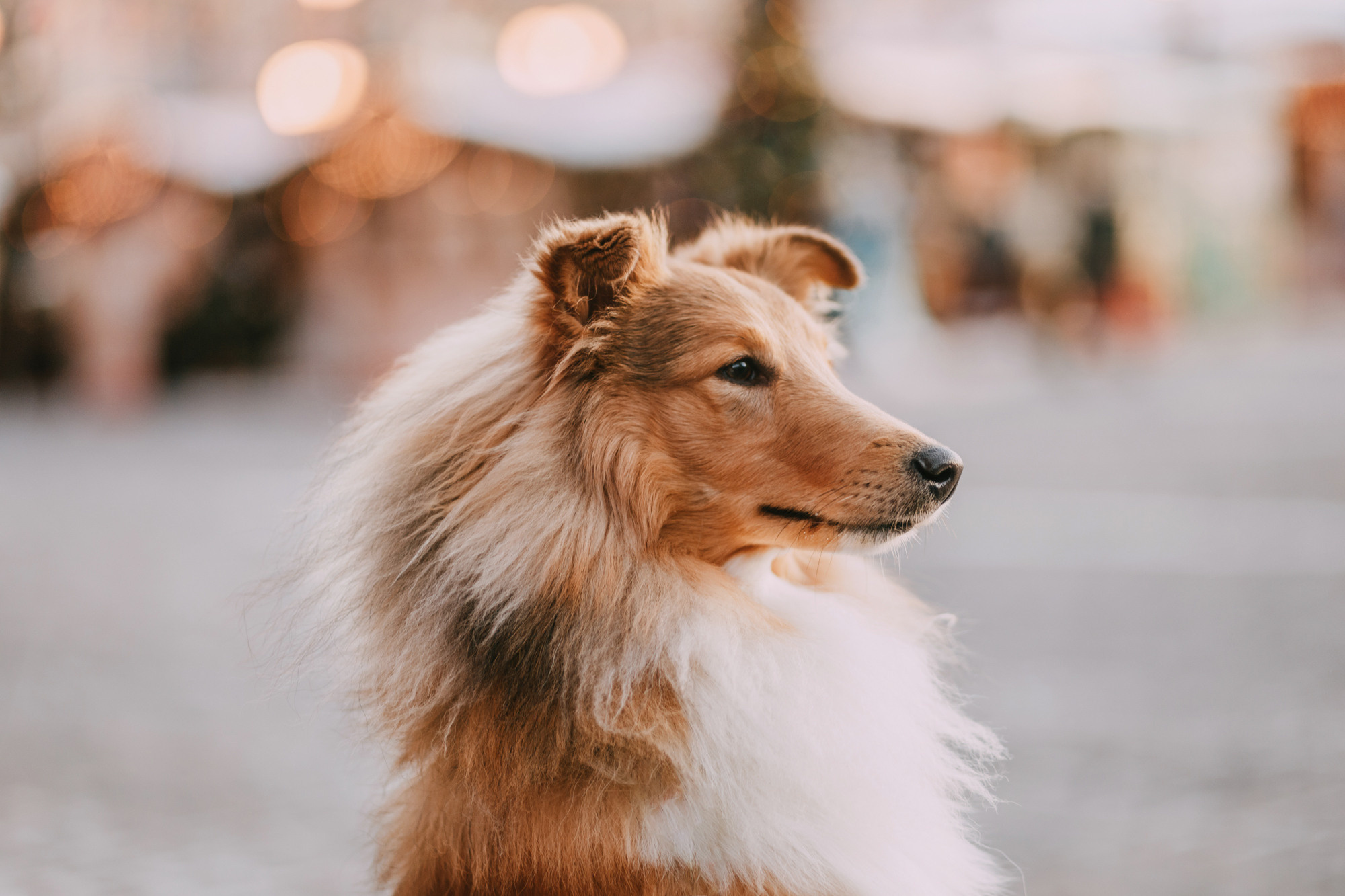 Ирэн и Тео. Фотограф-анималист Елена Радченко, Москва