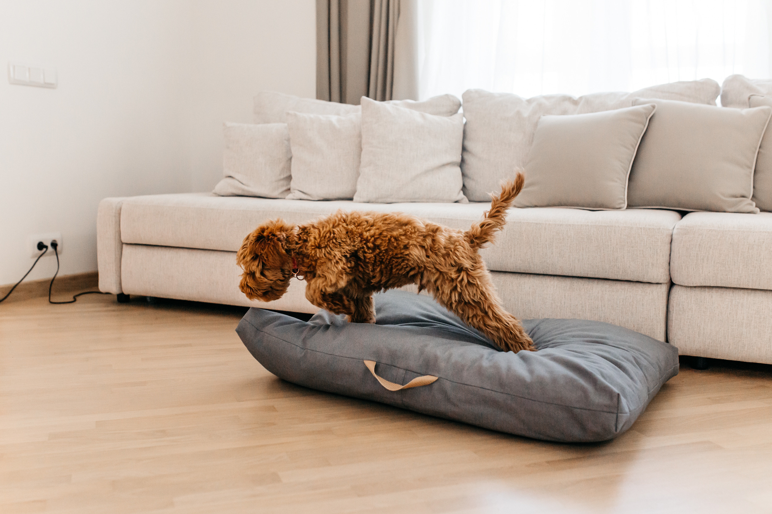 Магазин Bumbaboo. Фотограф-анималист Елена Радченко, Москва