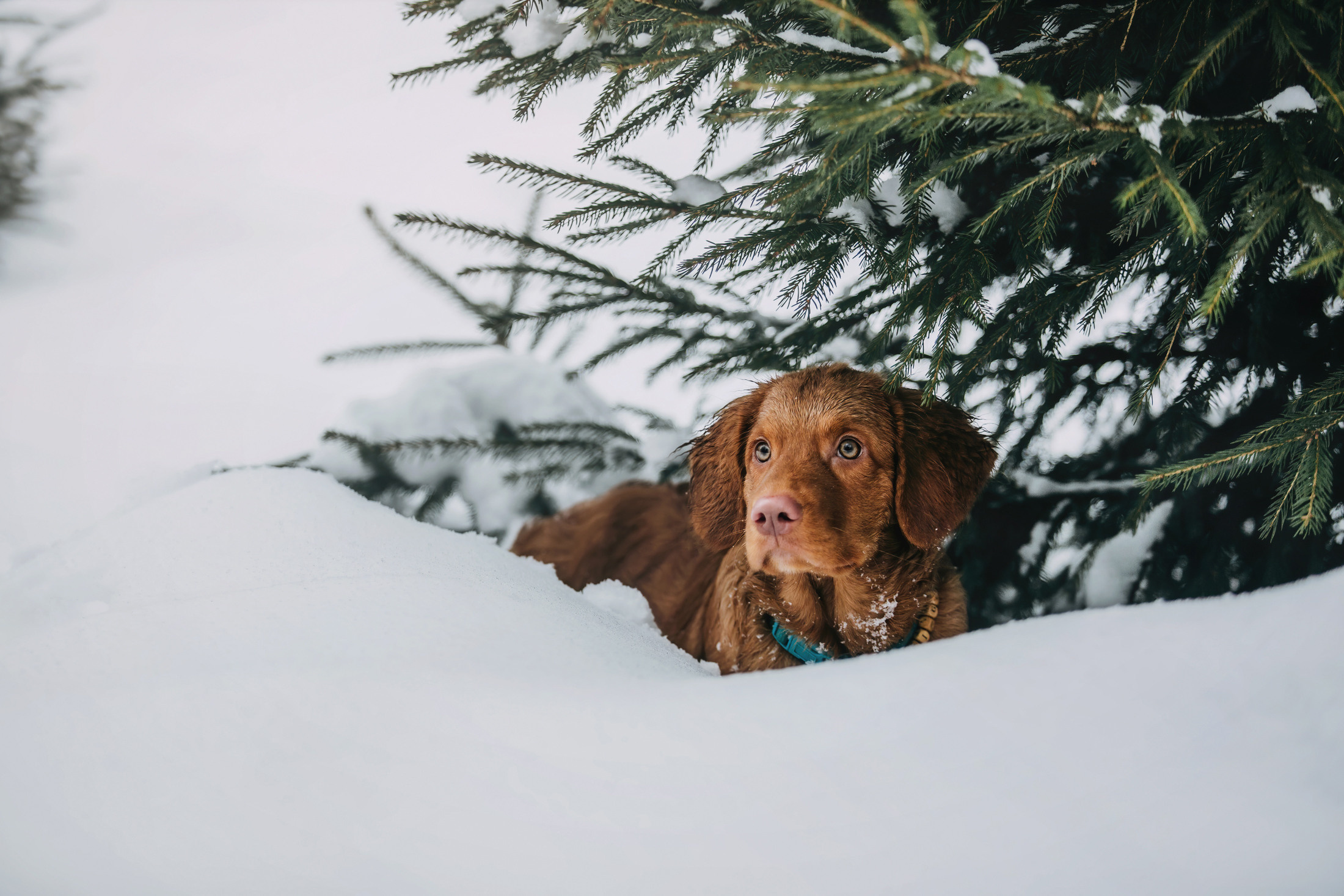 Бублик. Фотограф-анималист Елена Радченко, Москва