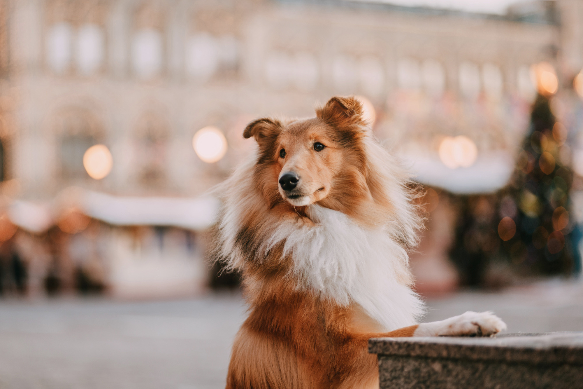 Ирэн и Тео. Фотограф-анималист Елена Радченко, Москва