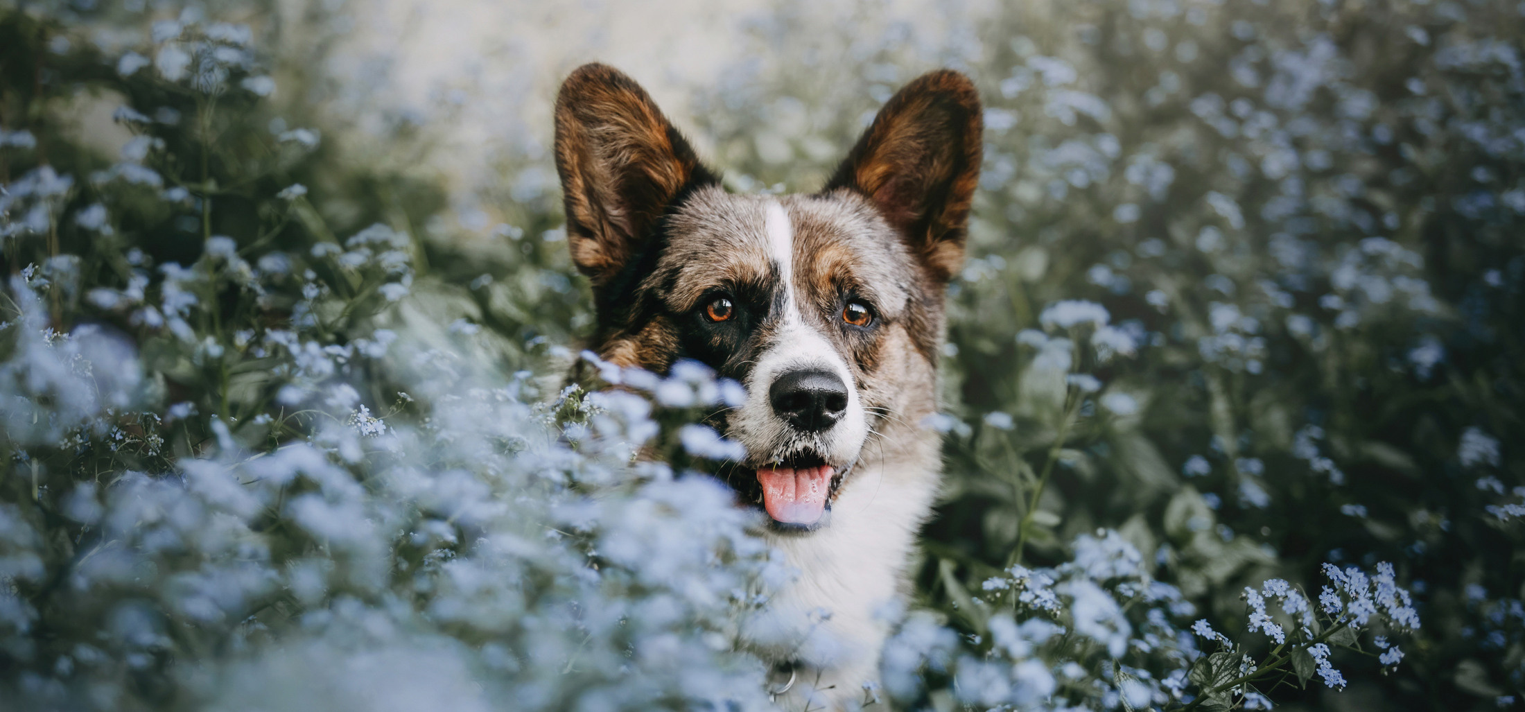 Фотограф-анималист Елена Радченко, Москва