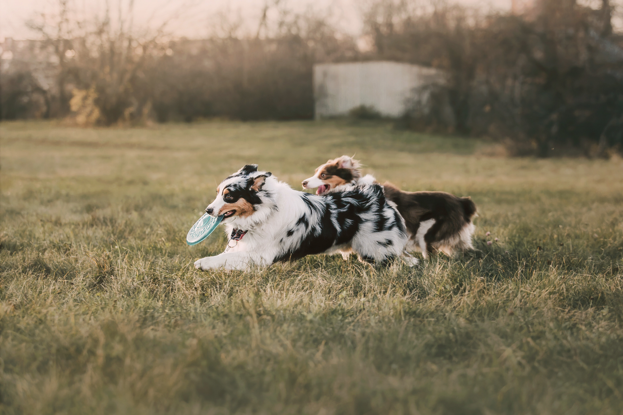 Аусси встреча. Фотограф-анималист Елена Радченко, Москва