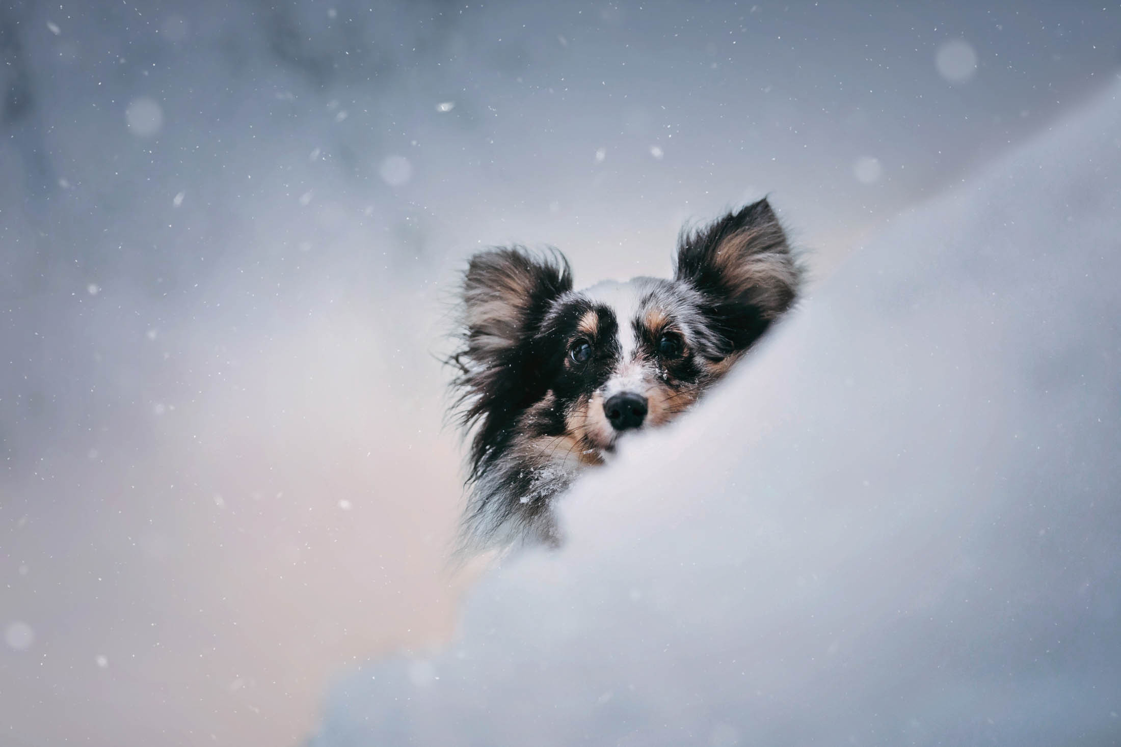 Фотограф-анималист Елена Радченко, Москва