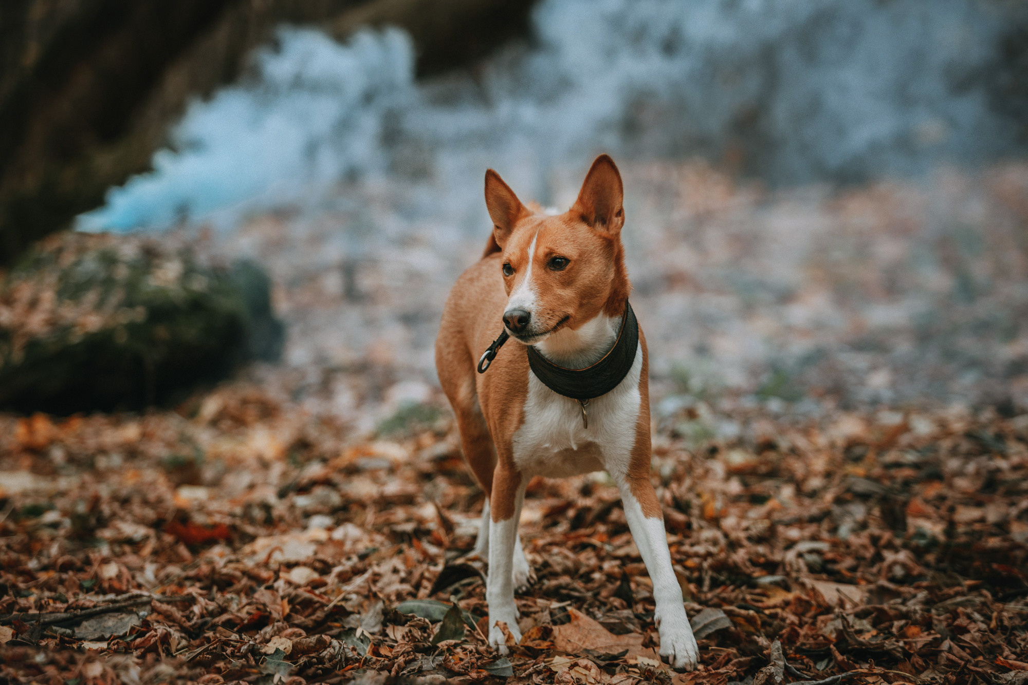 Мария и Рэд. Фотограф-анималист Елена Радченко, Москва
