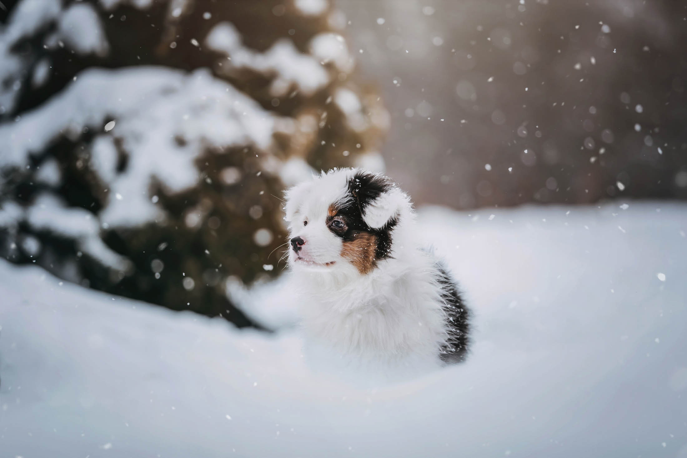 Эбби. Фотограф-анималист Елена Радченко, Москва