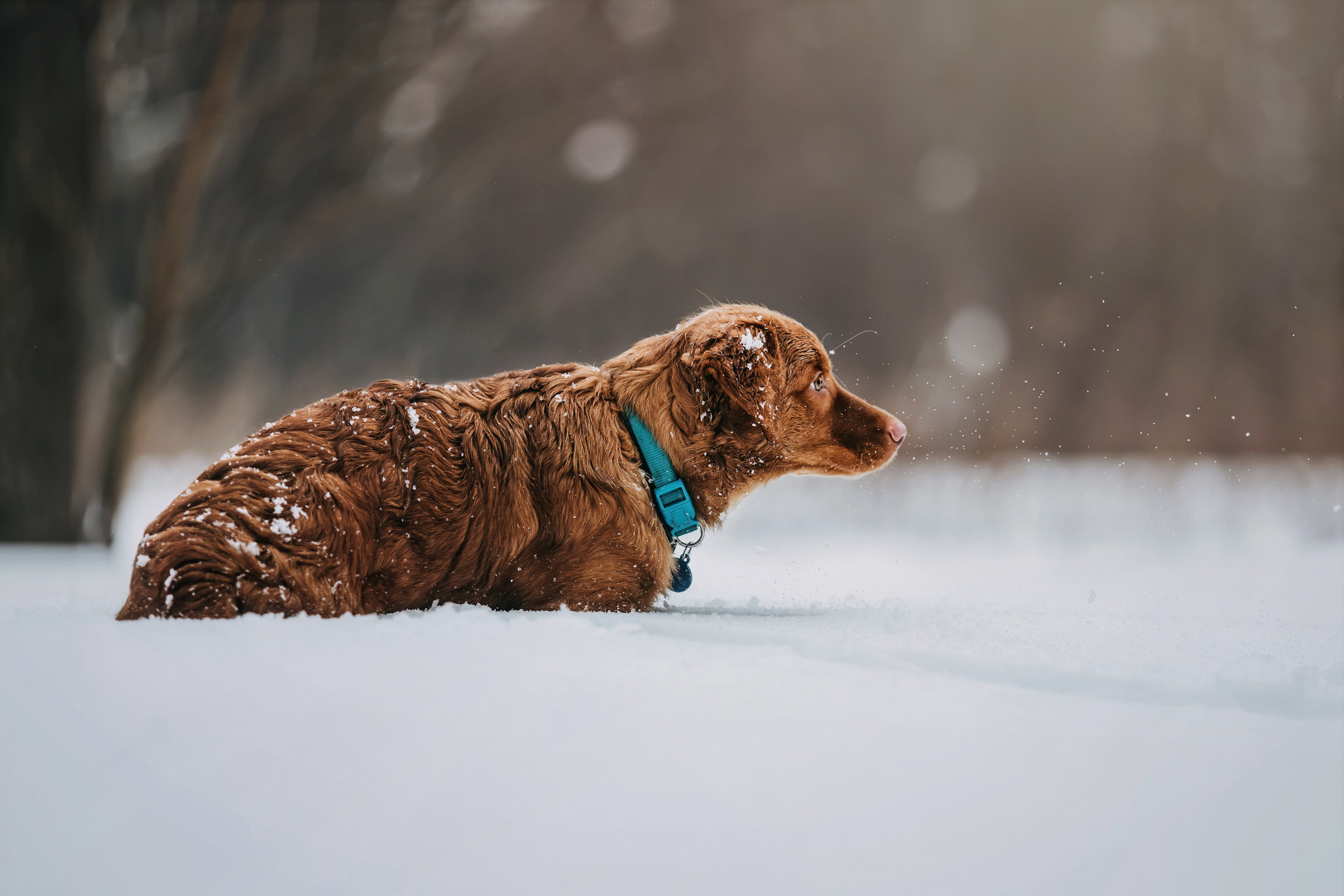 Бублик. Фотограф-анималист Елена Радченко, Москва