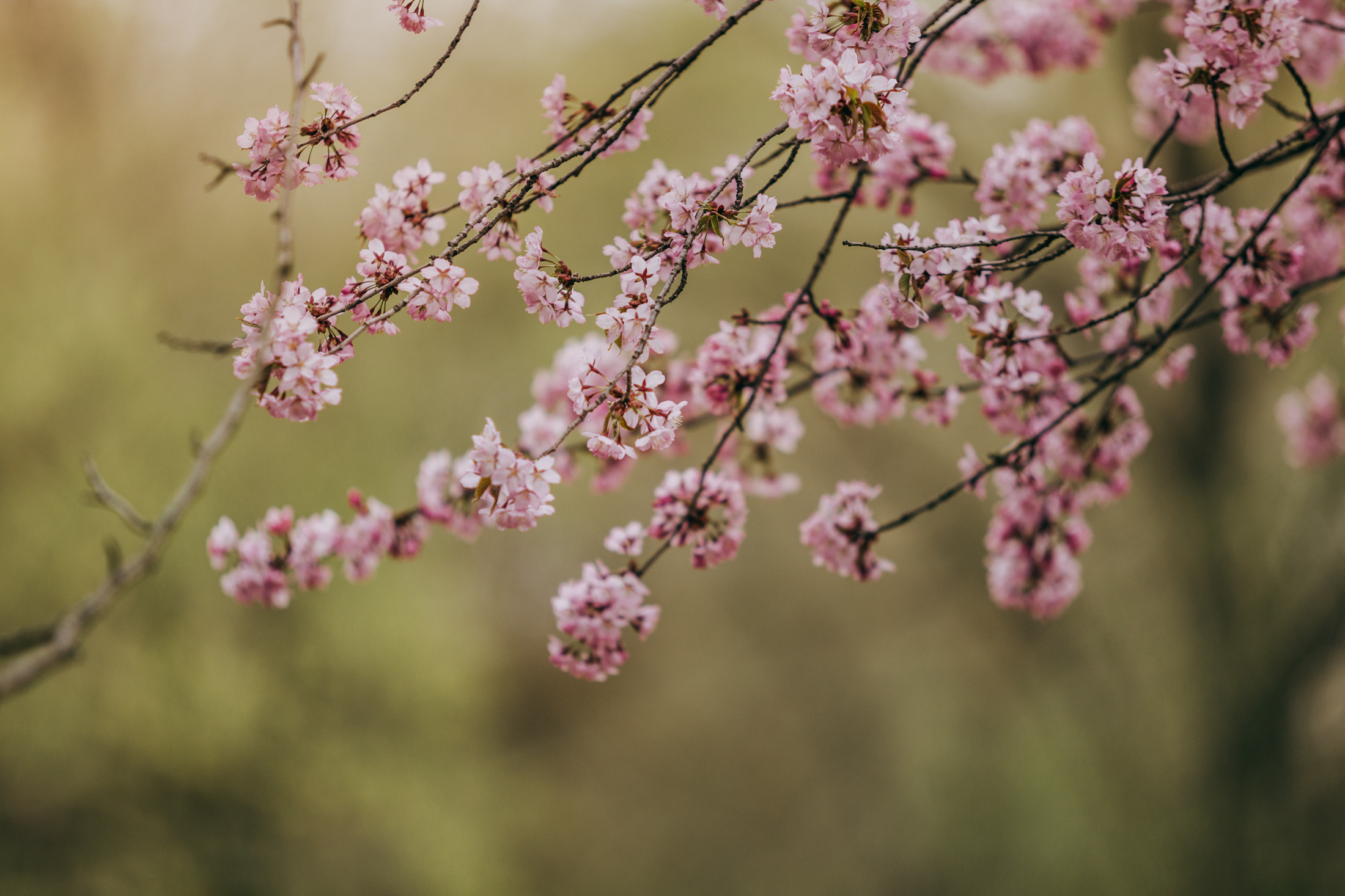 Цири. Фотограф-анималист Елена Радченко, Москва