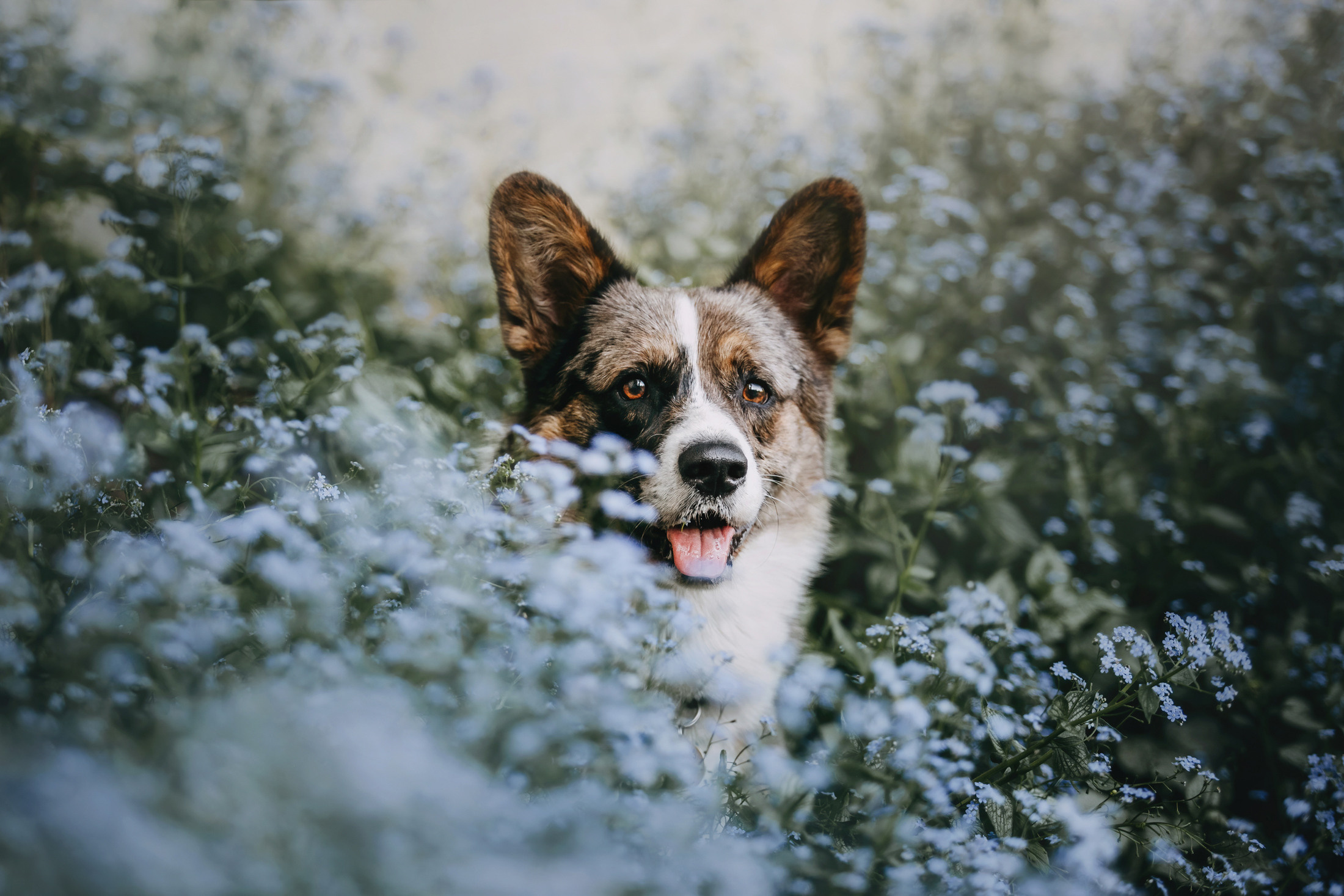 Оля и Кубик. Фотограф-анималист Елена Радченко, Москва
