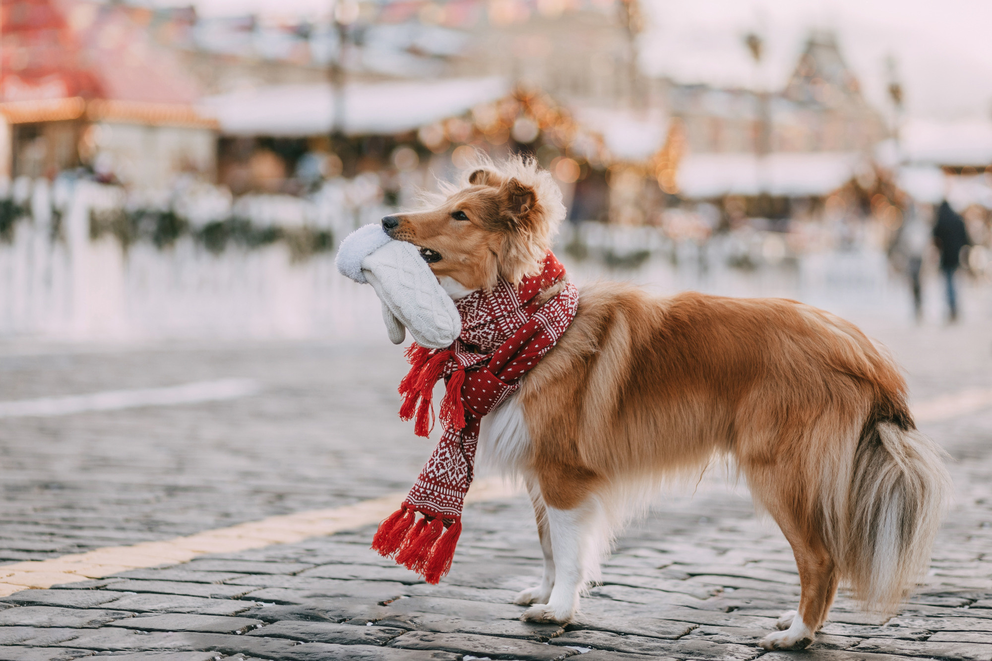 Ирэн и Тео. Фотограф-анималист Елена Радченко, Москва