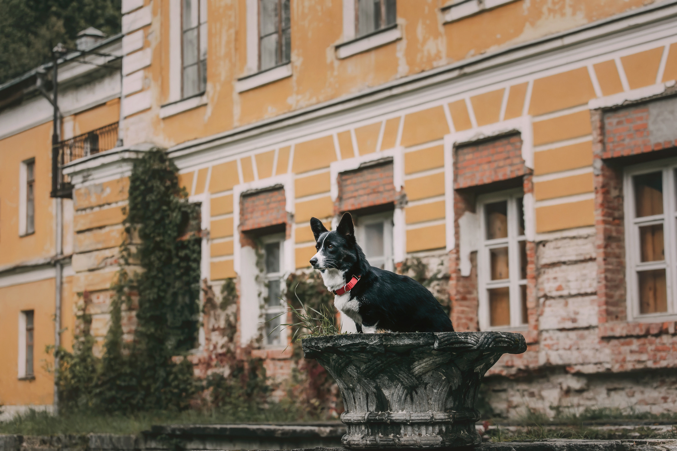 Андрей, Надя и Тара. Фотограф-анималист Елена Радченко, Москва