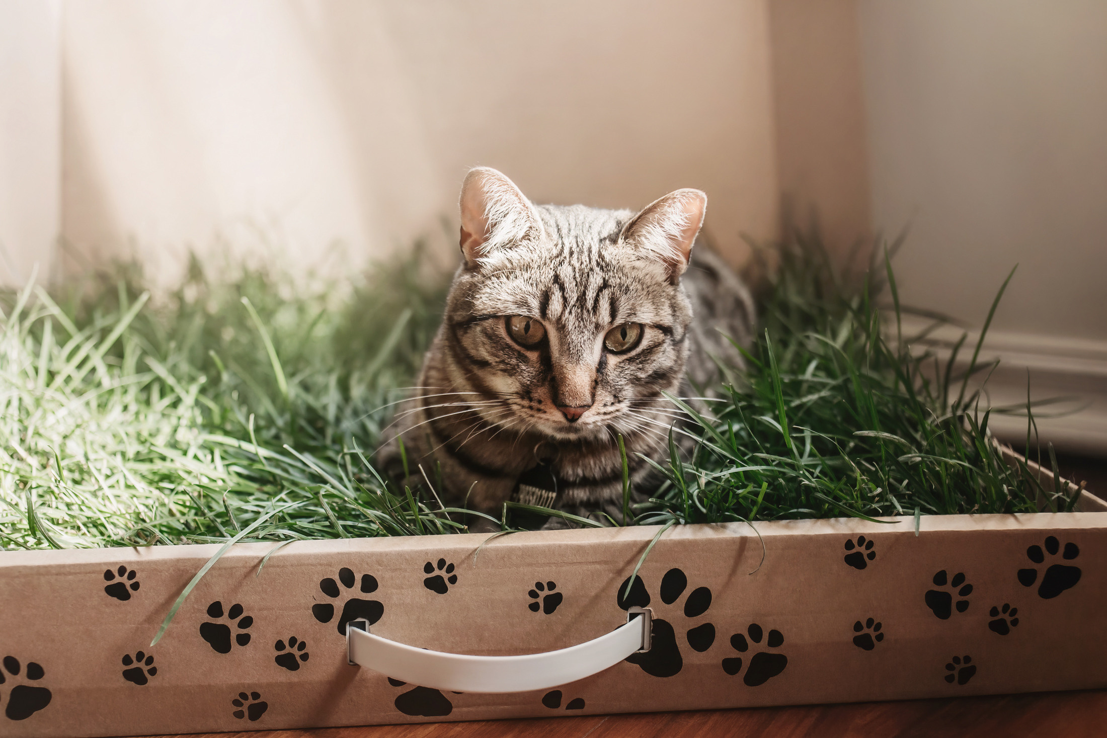 Эко-лотки. Фотограф-анималист Елена Радченко, Москва