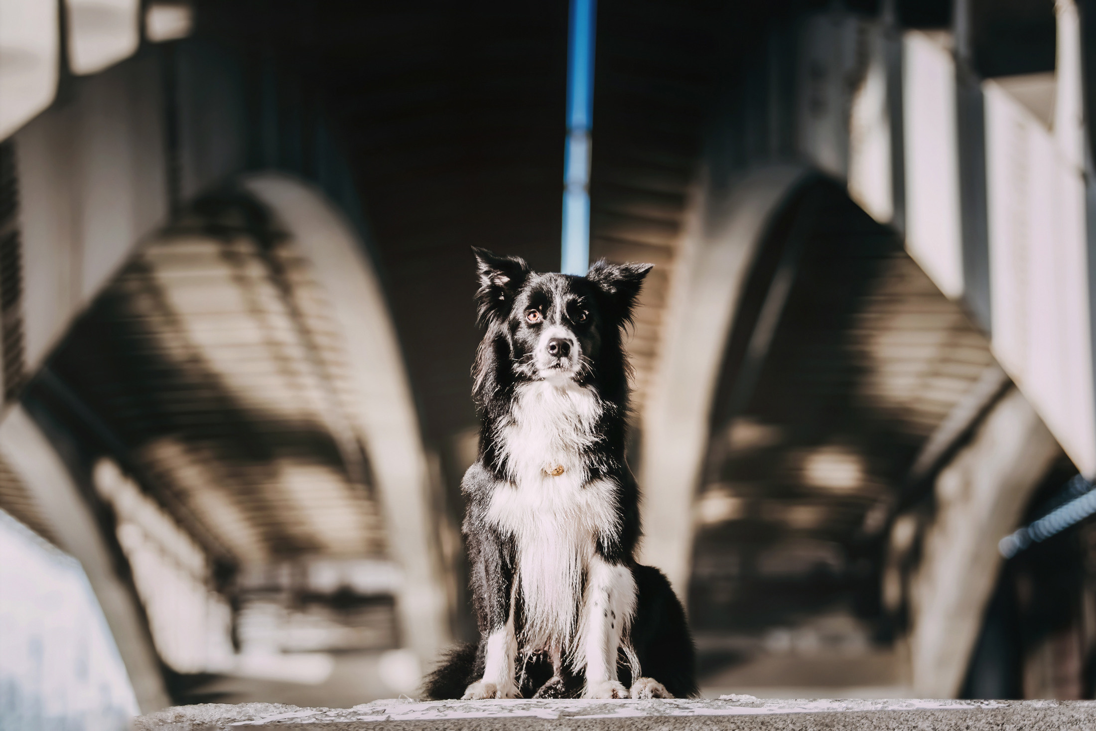 Юля и Маккензи. Фотограф-анималист Елена Радченко, Москва