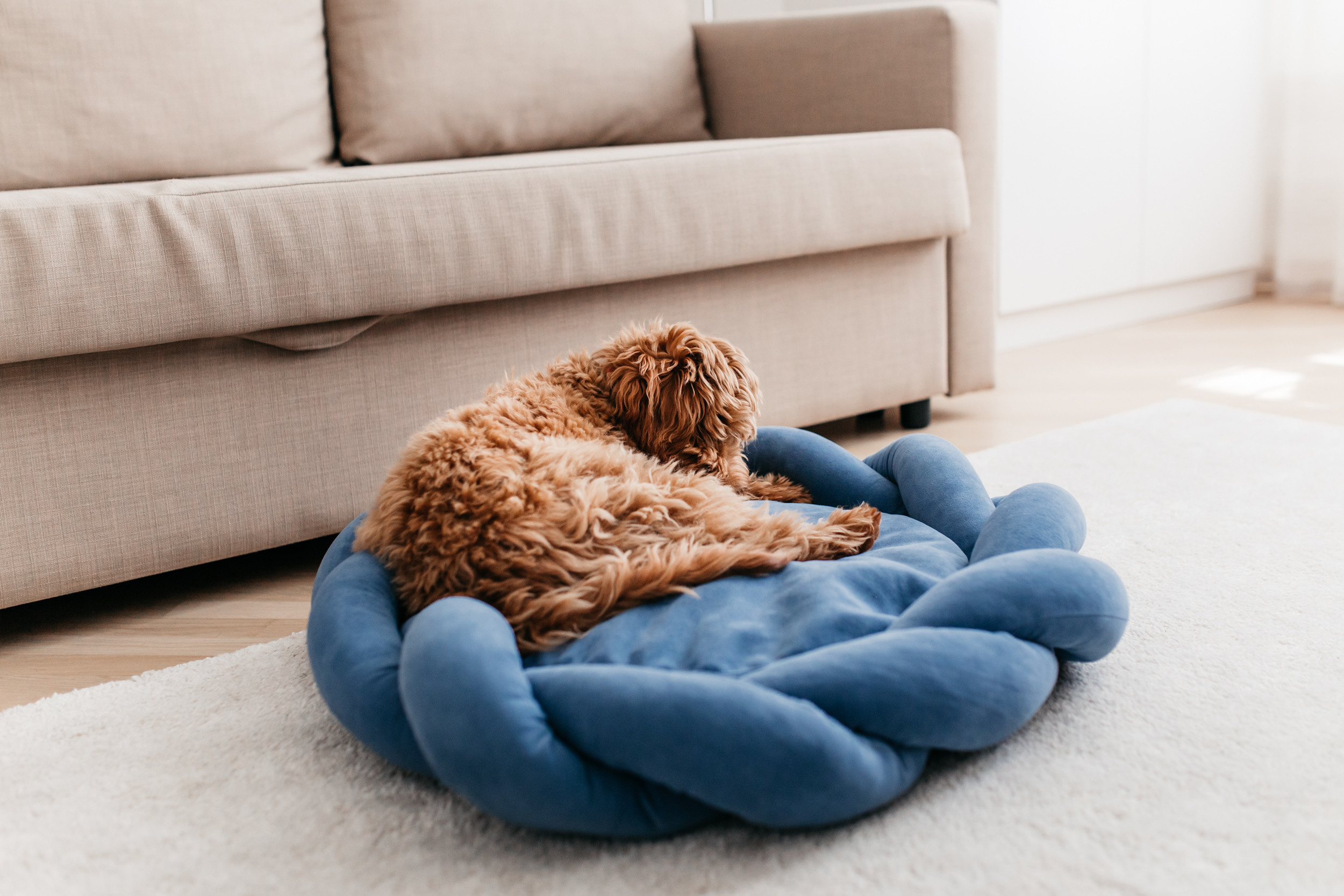 Магазин Bumbaboo. Фотограф-анималист Елена Радченко, Москва