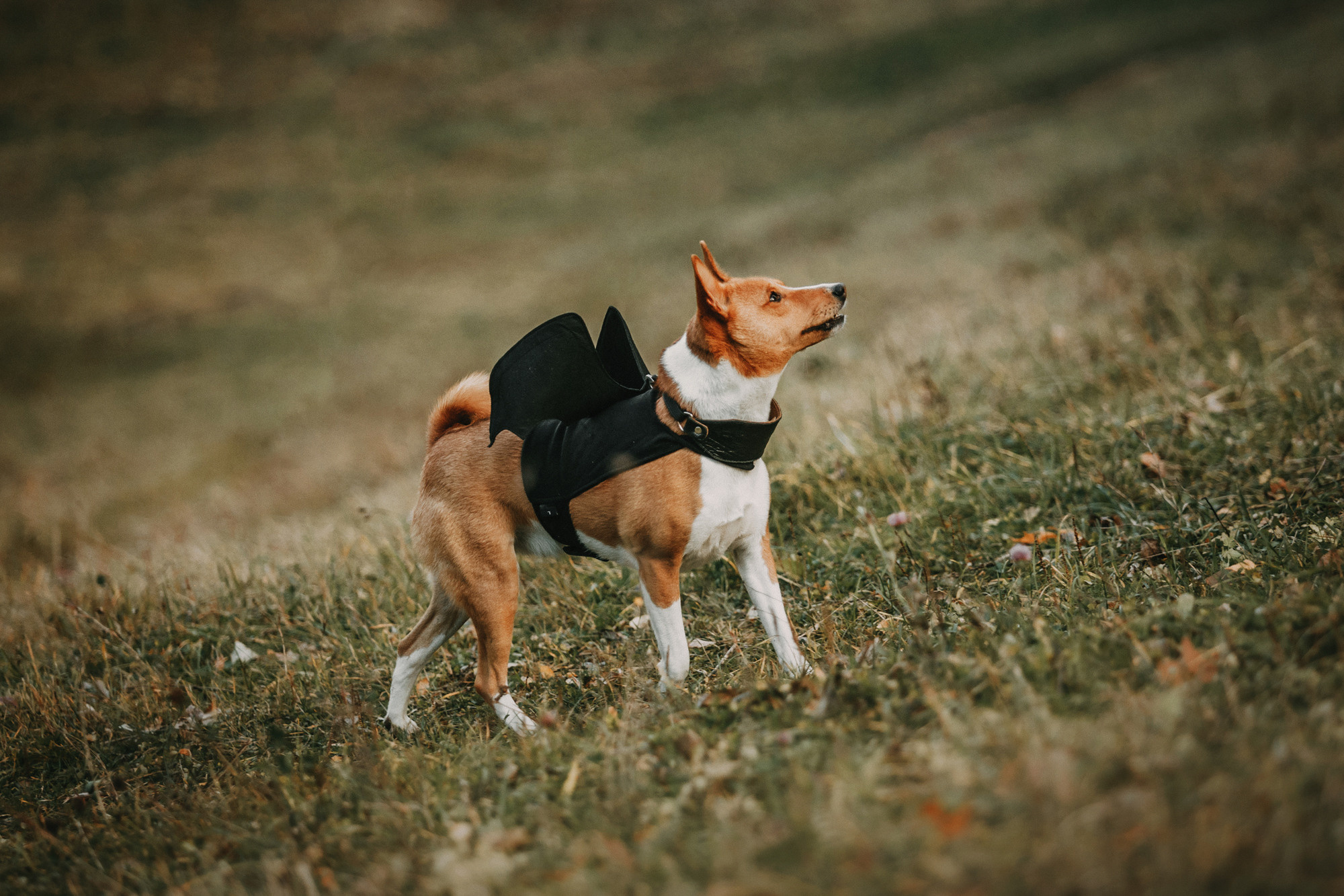 Мария и Рэд. Фотограф-анималист Елена Радченко, Москва