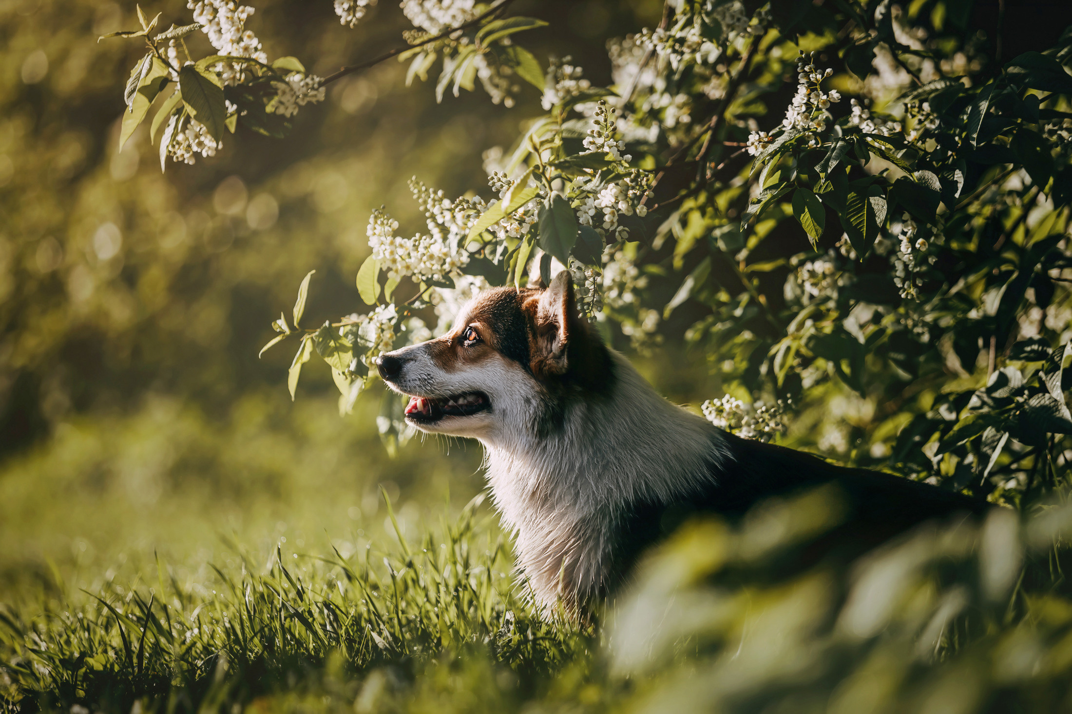 Габи. Фотограф-анималист Елена Радченко, Москва