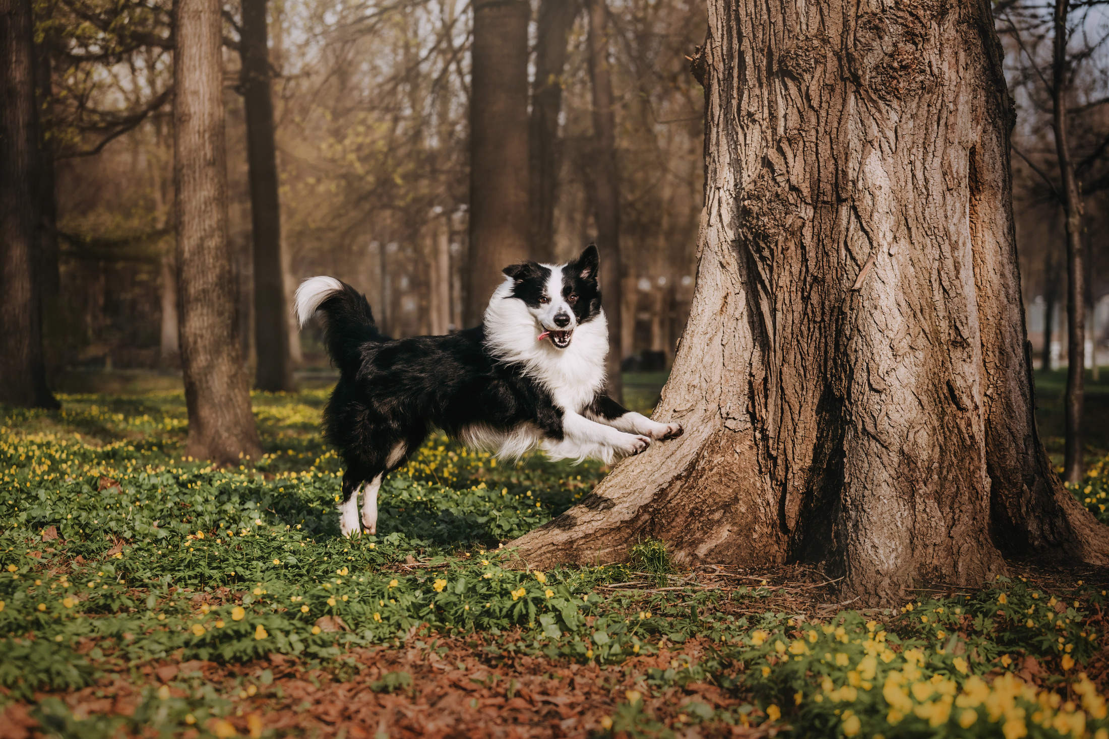 Найт. Фотограф-анималист Елена Радченко, Москва