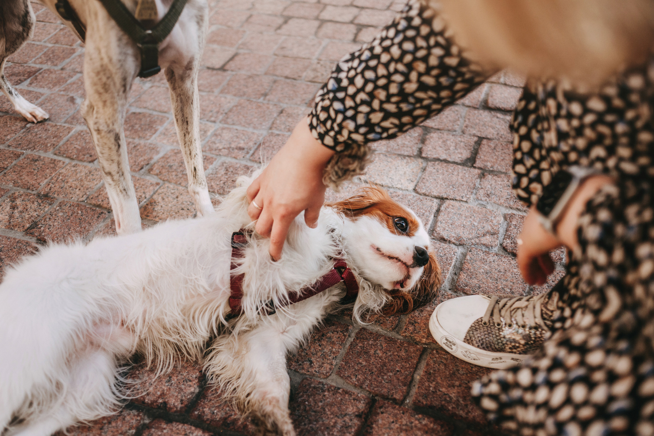 Никита, Катя, Стэн и Марвел. Фотограф-анималист Елена Радченко, Москва