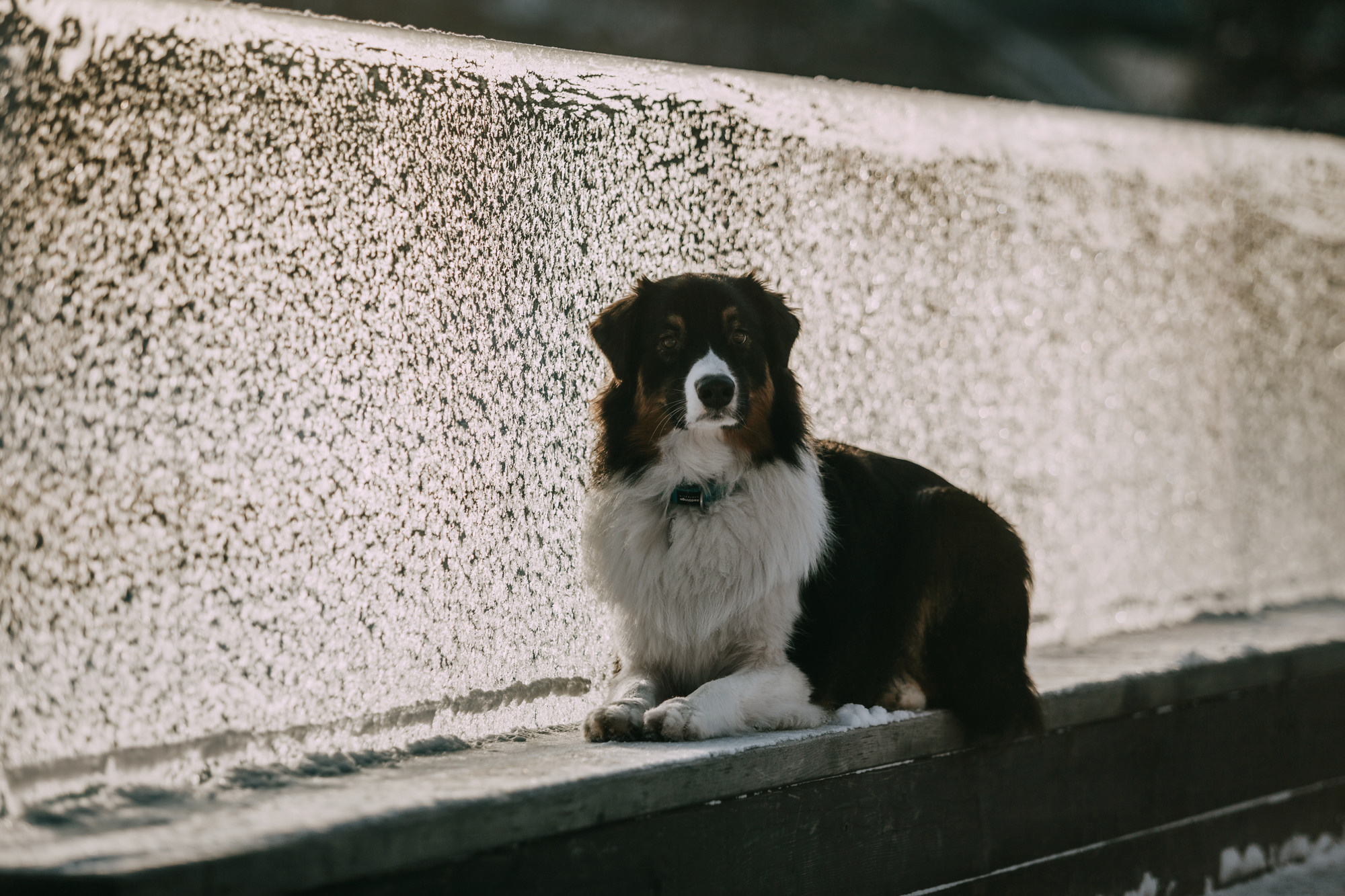Анна и Чарли. Фотограф-анималист Елена Радченко, Москва