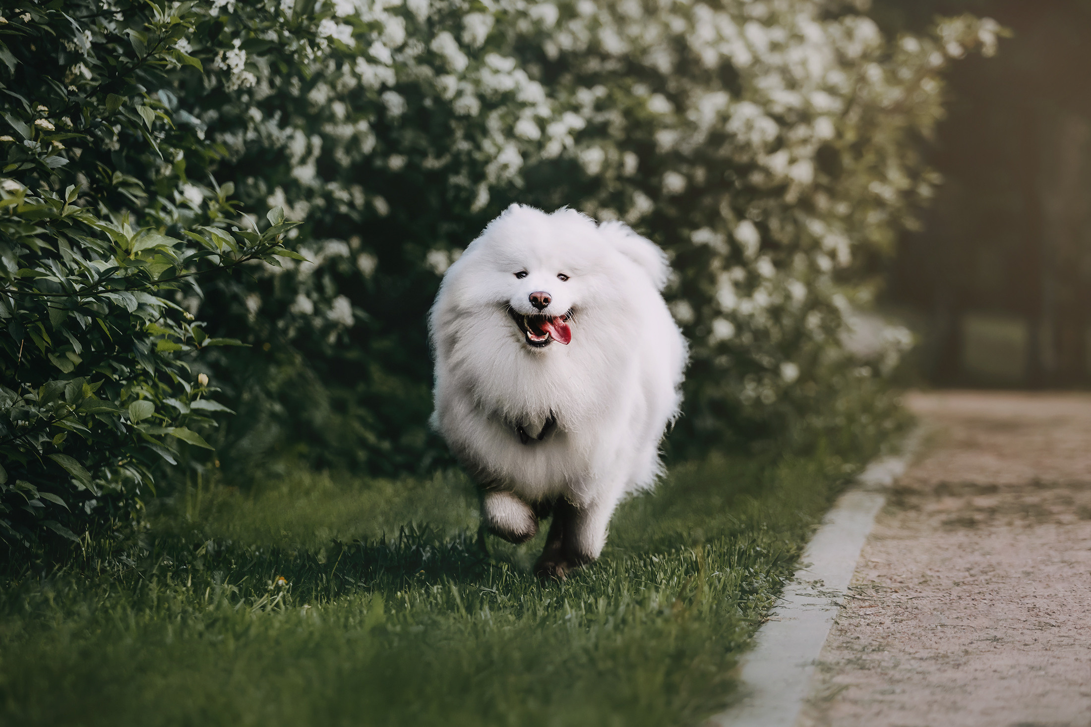 Эффи. Фотограф-анималист Елена Радченко, Москва