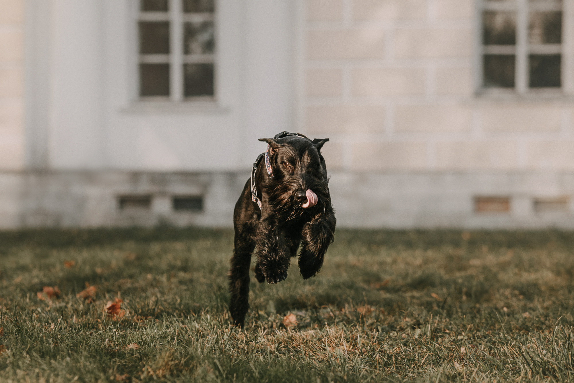 Асаль и Черри. Фотограф-анималист Елена Радченко, Москва