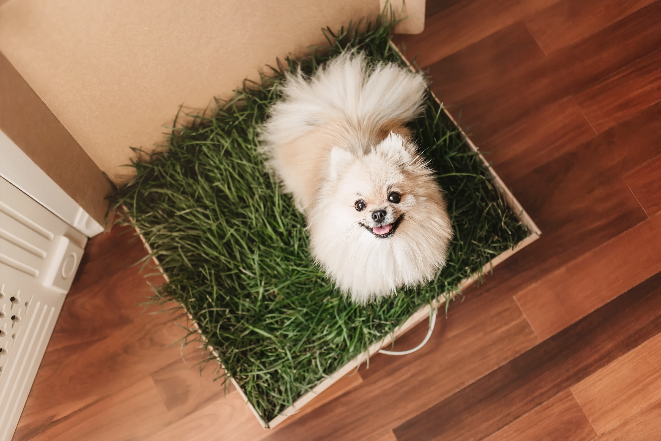 Эко-лотки. Фотограф-анималист Елена Радченко, Москва