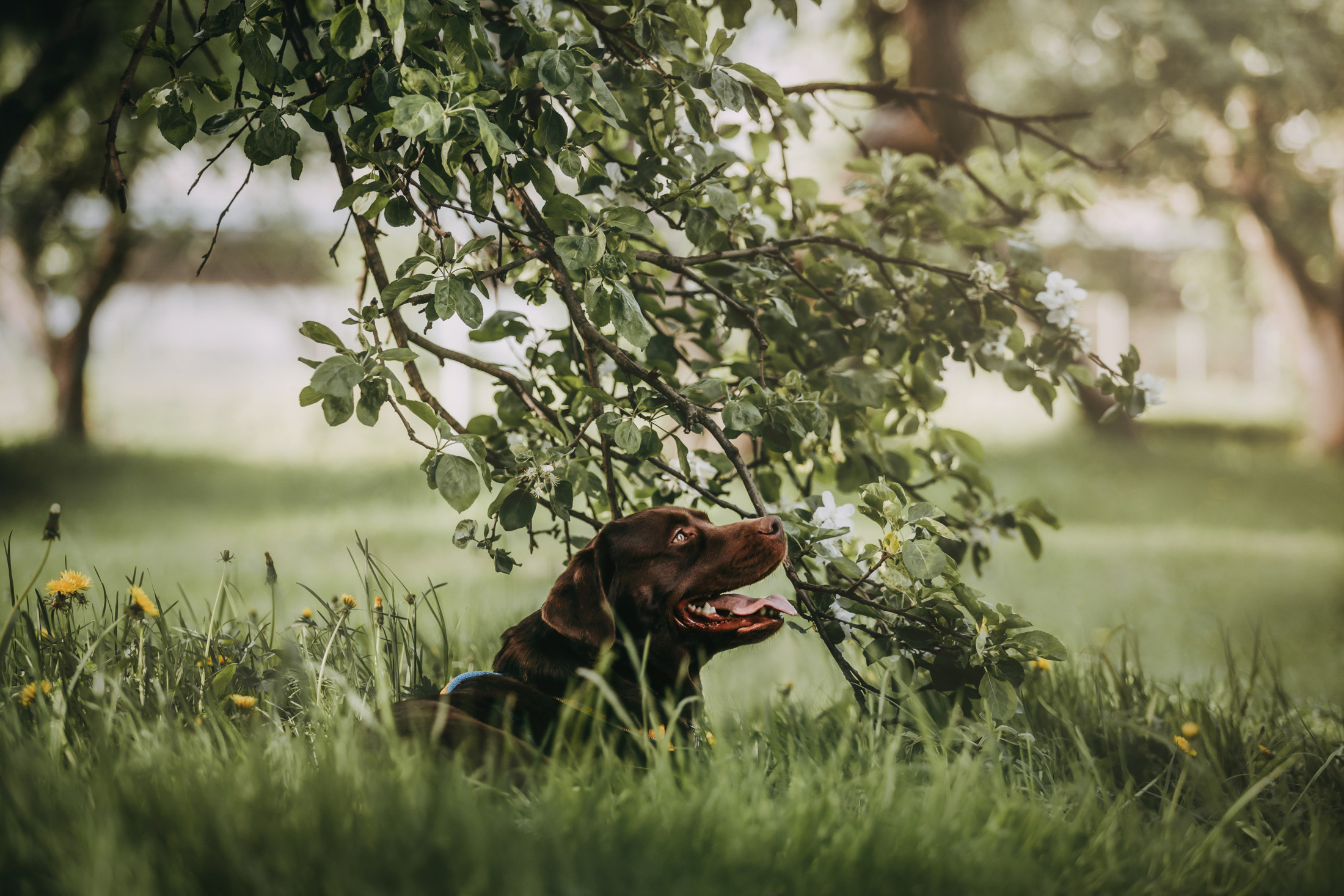 Настя и Вальда. Фотограф-анималист Елена Радченко, Москва