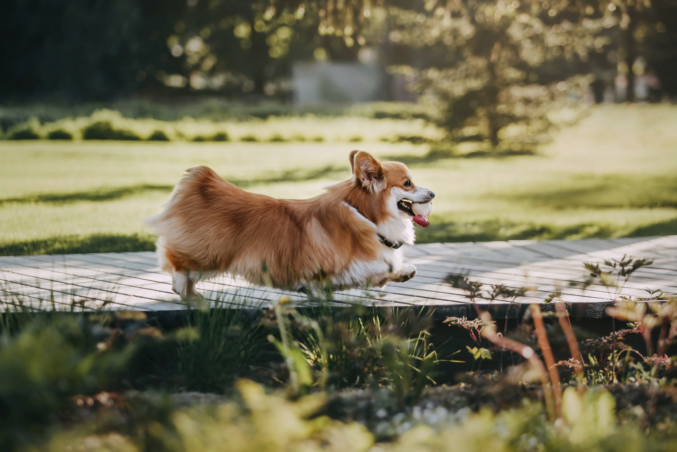 Аня и Винни. Фотограф-анималист Елена Радченко, Москва