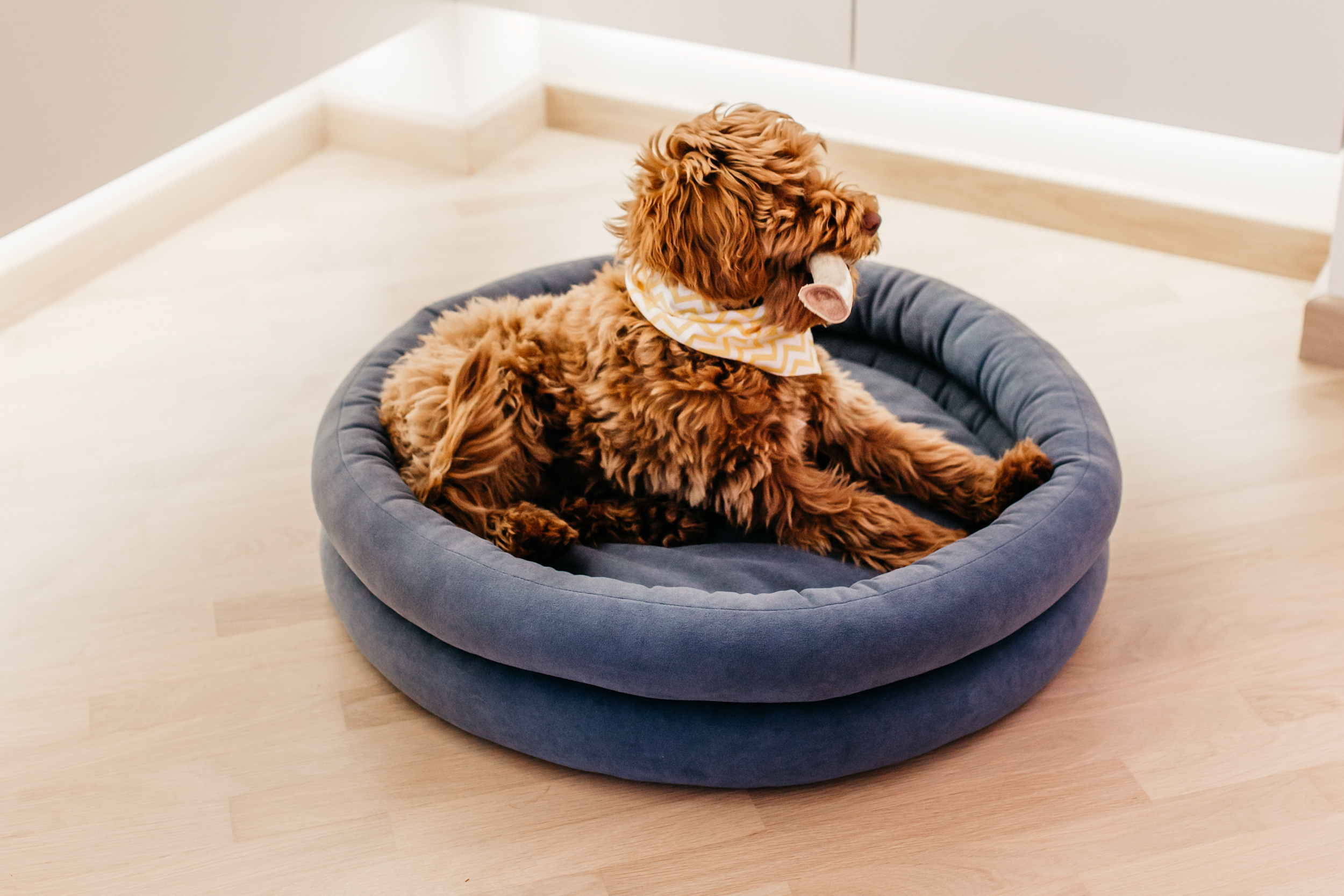 Магазин Bumbaboo. Фотограф-анималист Елена Радченко, Москва