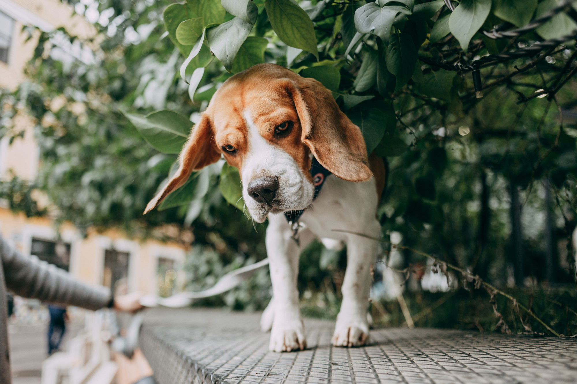 Марина и Дэй. Фотограф-анималист Елена Радченко, Москва
