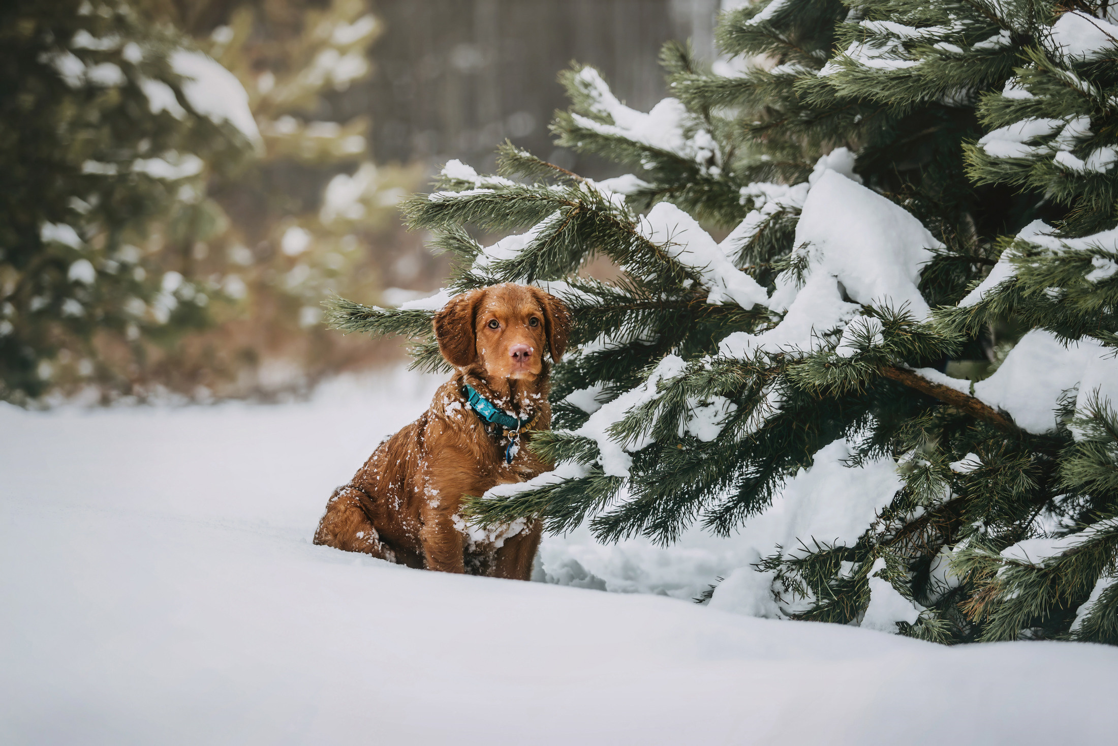 Бублик. Фотограф-анималист Елена Радченко, Москва