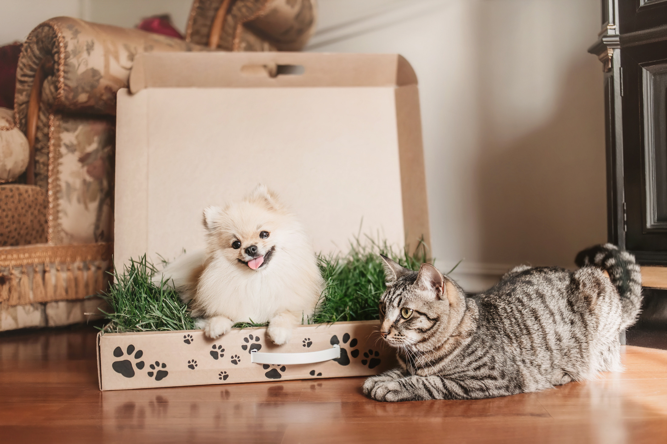 Эко-лотки. Фотограф-анималист Елена Радченко, Москва