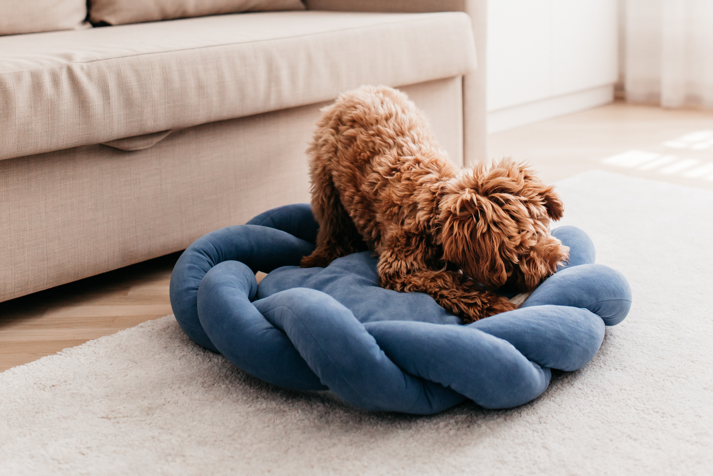 Магазин Bumbaboo. Фотограф-анималист Елена Радченко, Москва