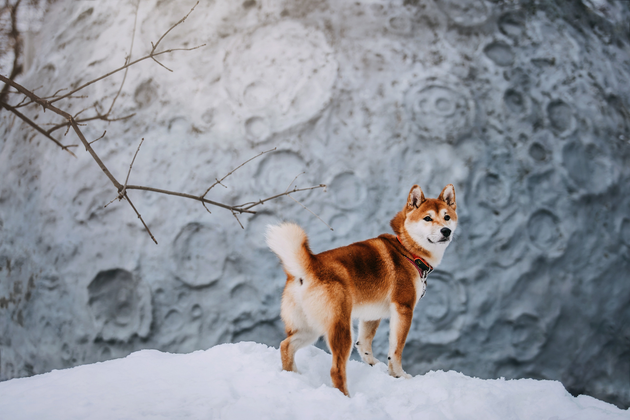 Юдай. Фотограф-анималист Елена Радченко, Москва
