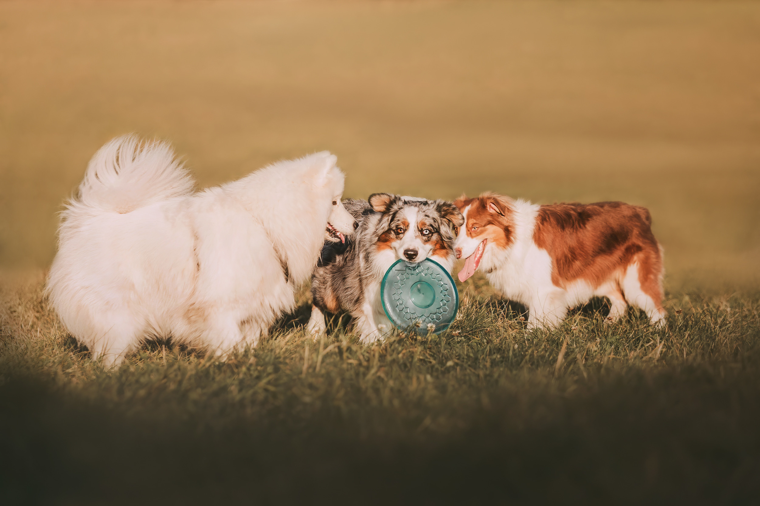 Аусси встреча. Фотограф-анималист Елена Радченко, Москва