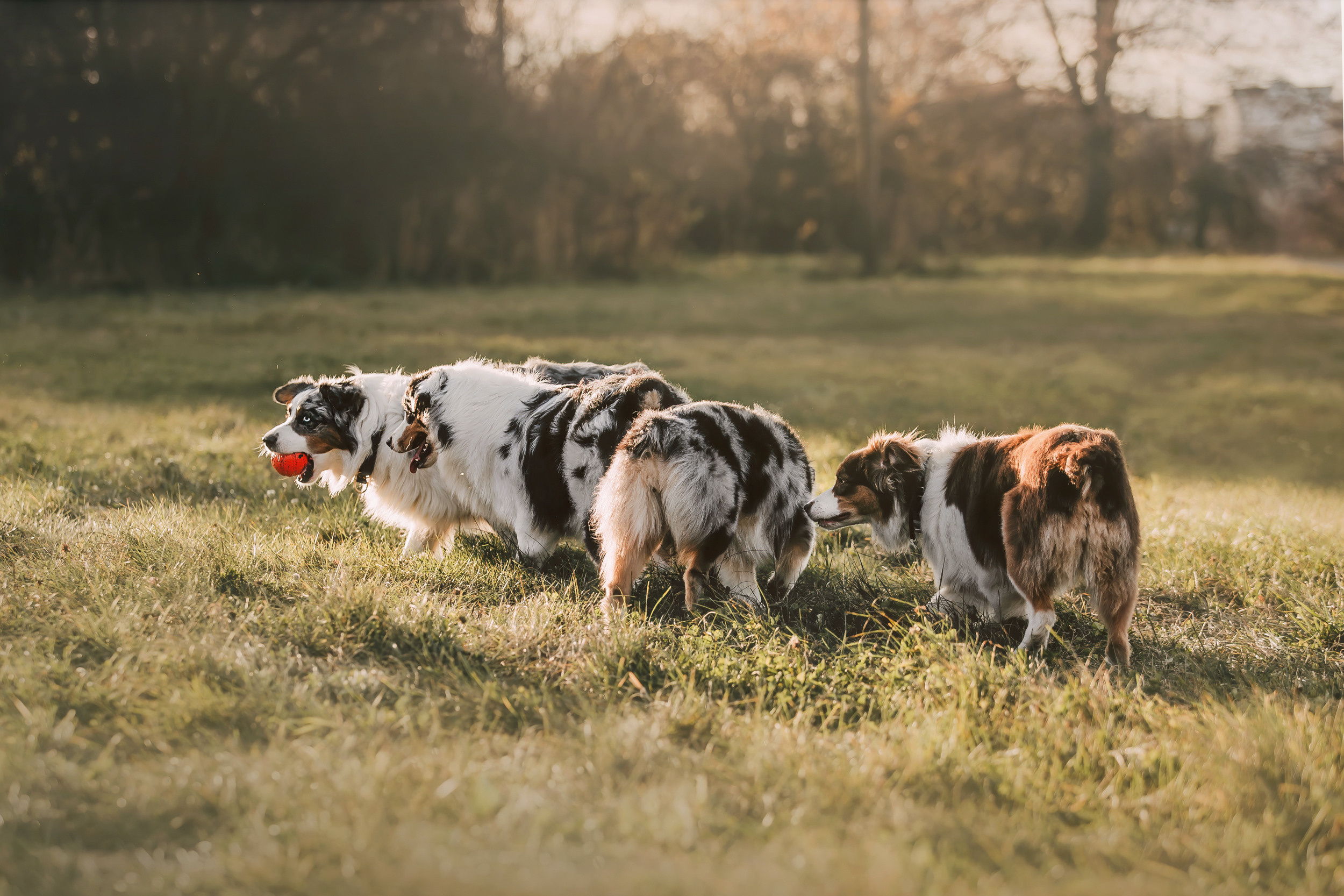 Аусси встреча. Фотограф-анималист Елена Радченко, Москва