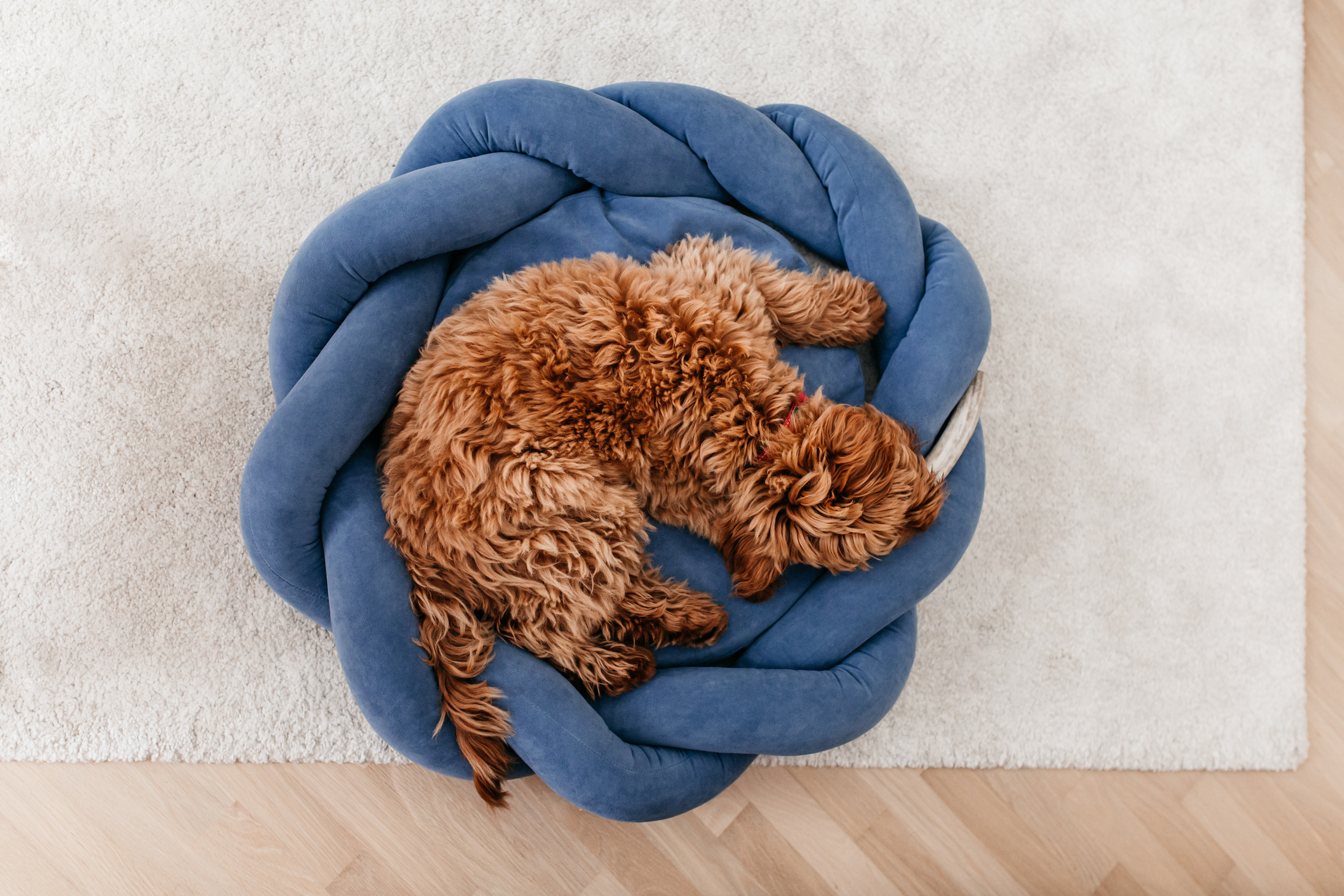 Магазин Bumbaboo. Фотограф-анималист Елена Радченко, Москва